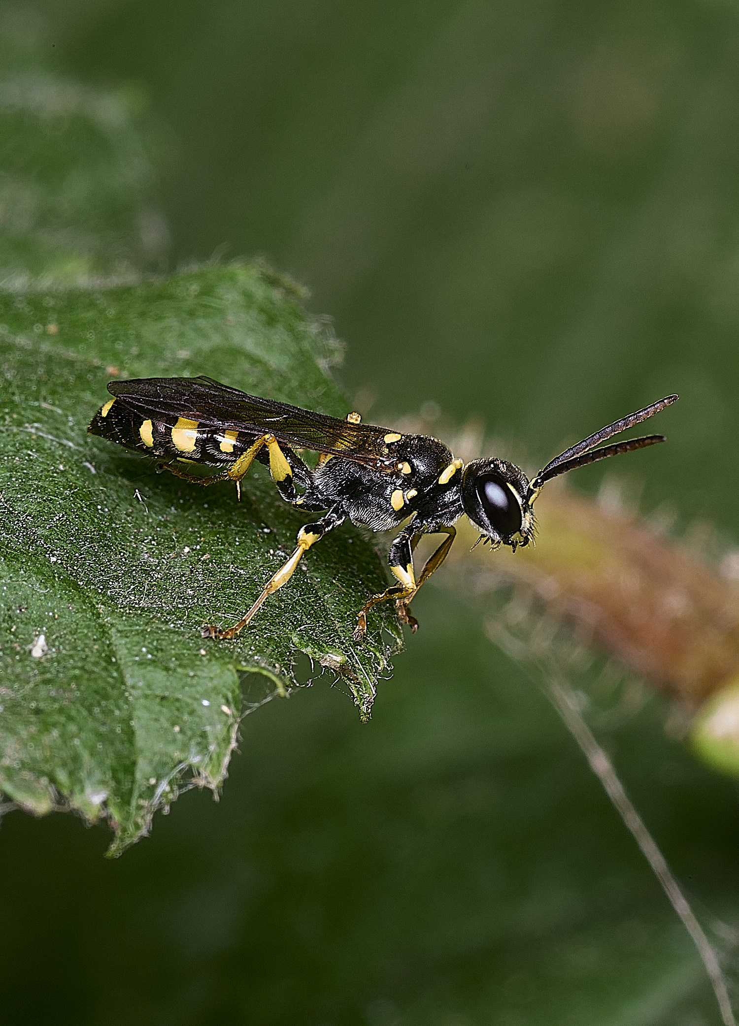 SurlinghamMarshMarvensis170825-3