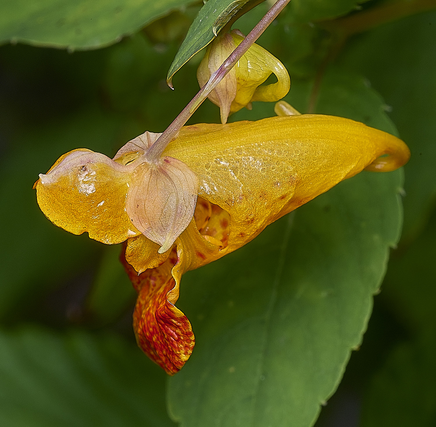 SurlinghamMarshOrangeBalsam170825-2