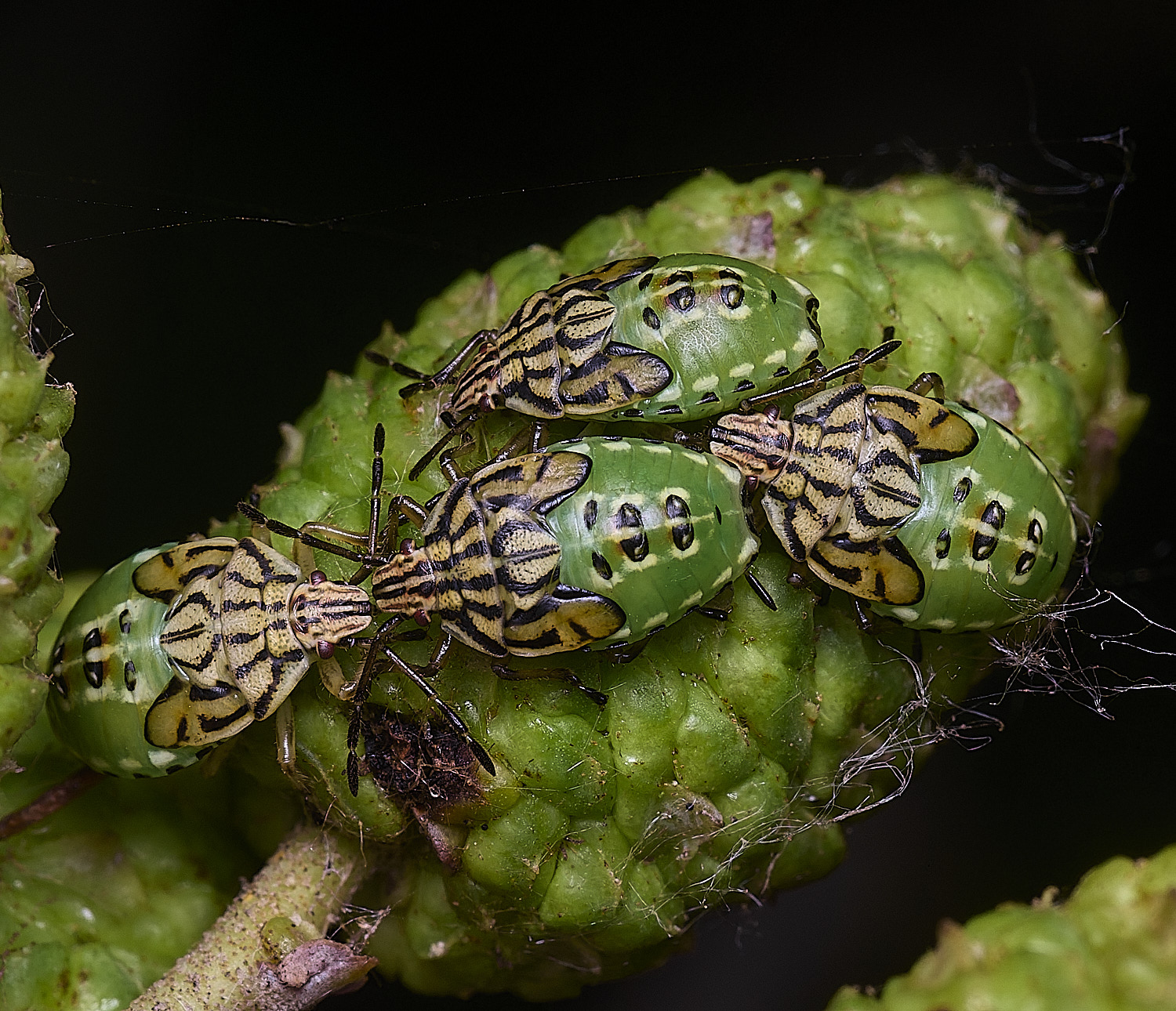 SurlinghamMarshParentBugs170825-3