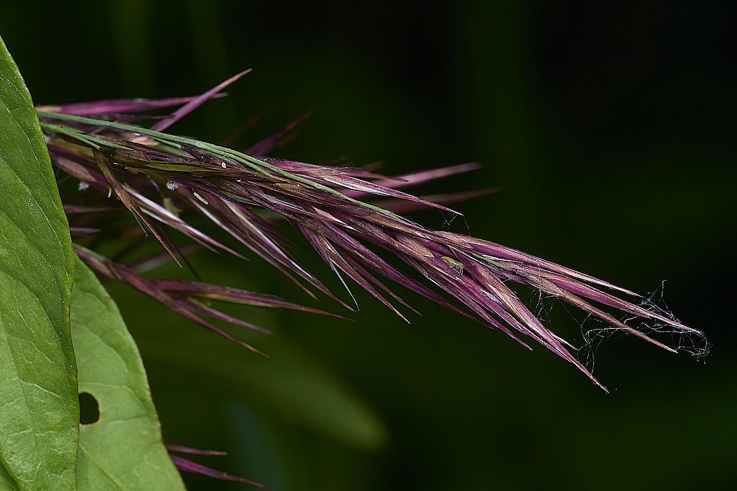 SurlinghamMarshPhragmites170825