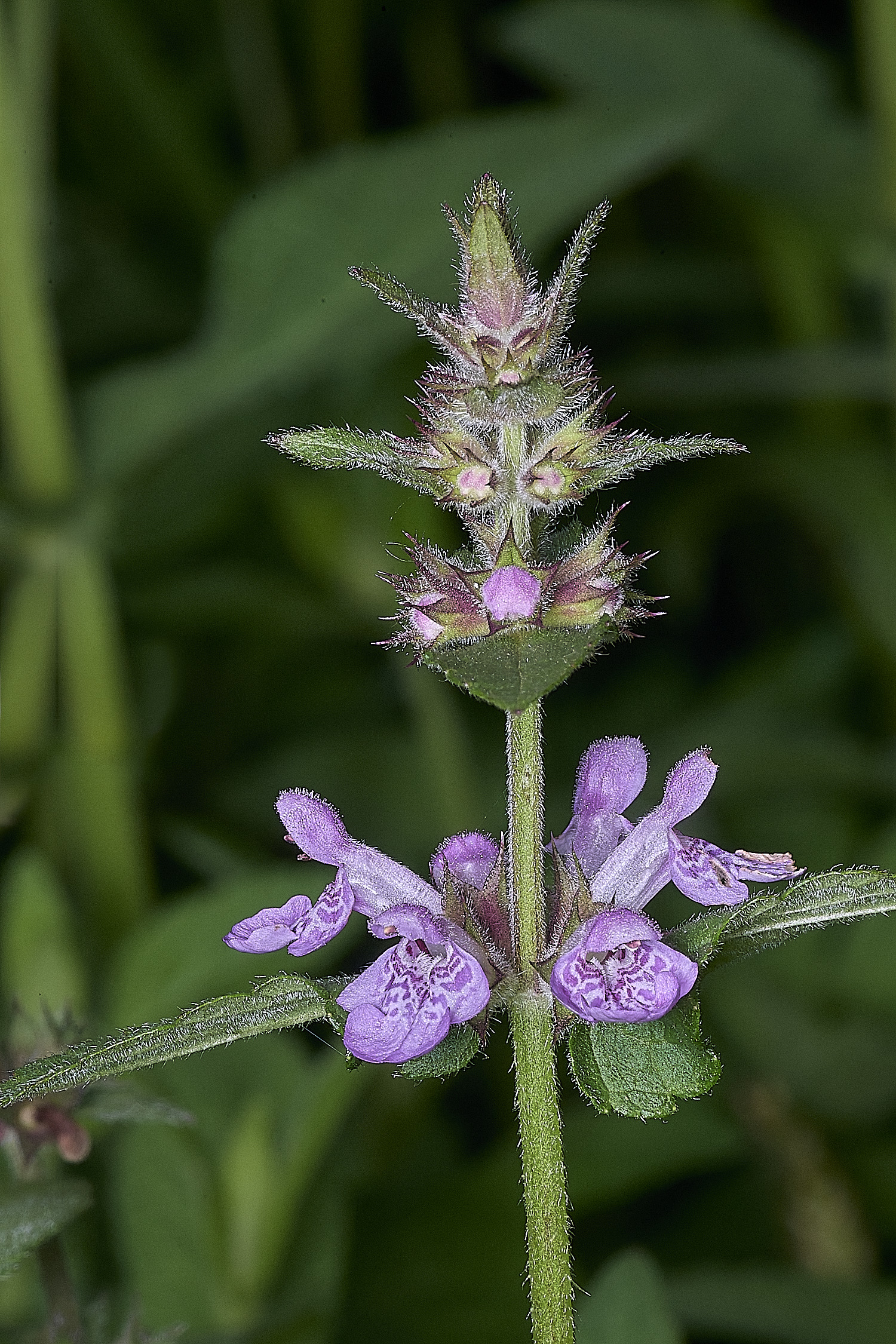 SurlinghamMarshPlant170825-2