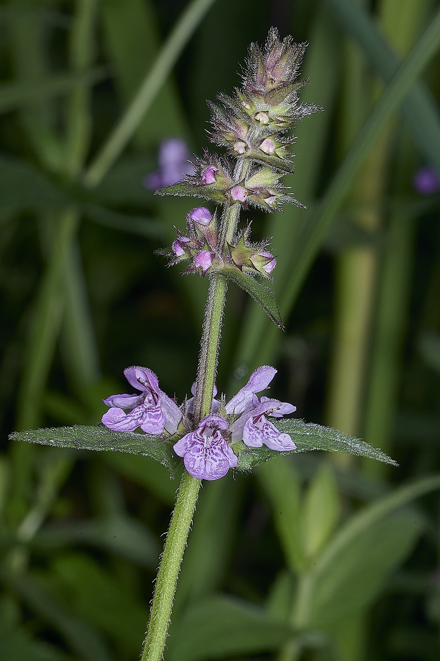 SurlinghamMarshPlant170825-3