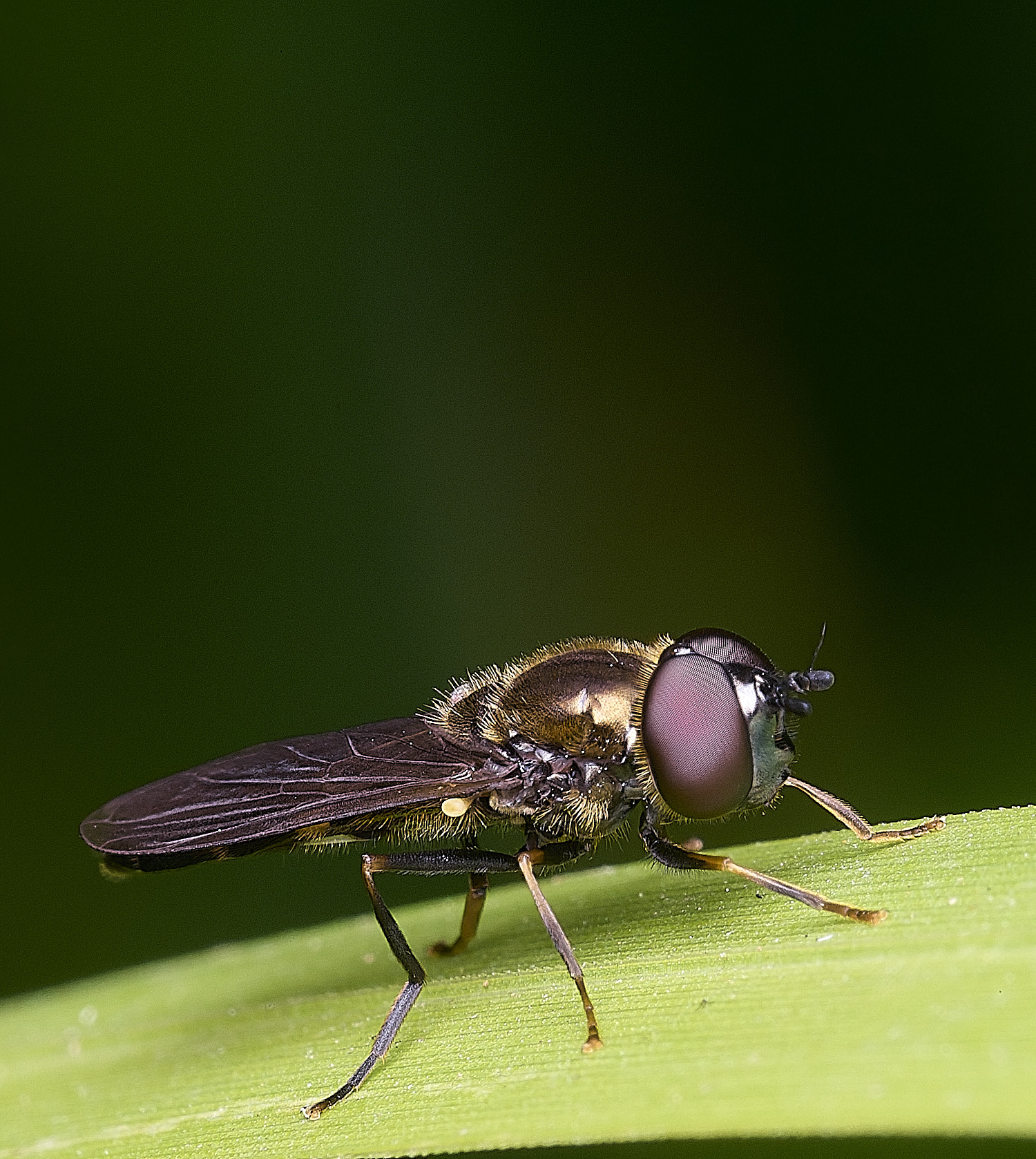 SurlinghamMarshProsarum170825-1