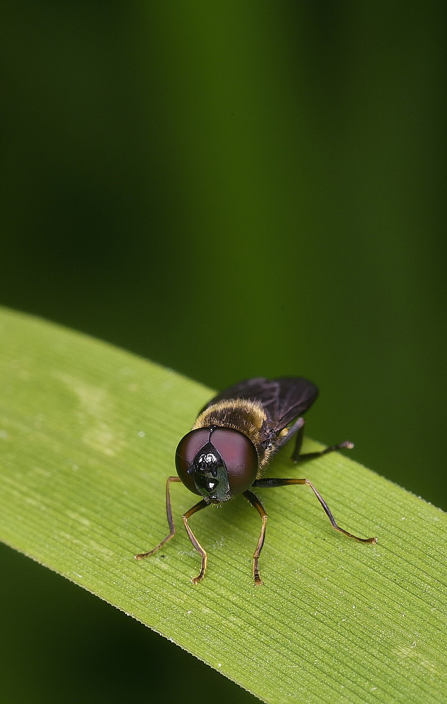 SurlinghamMarshProsarum170825-3