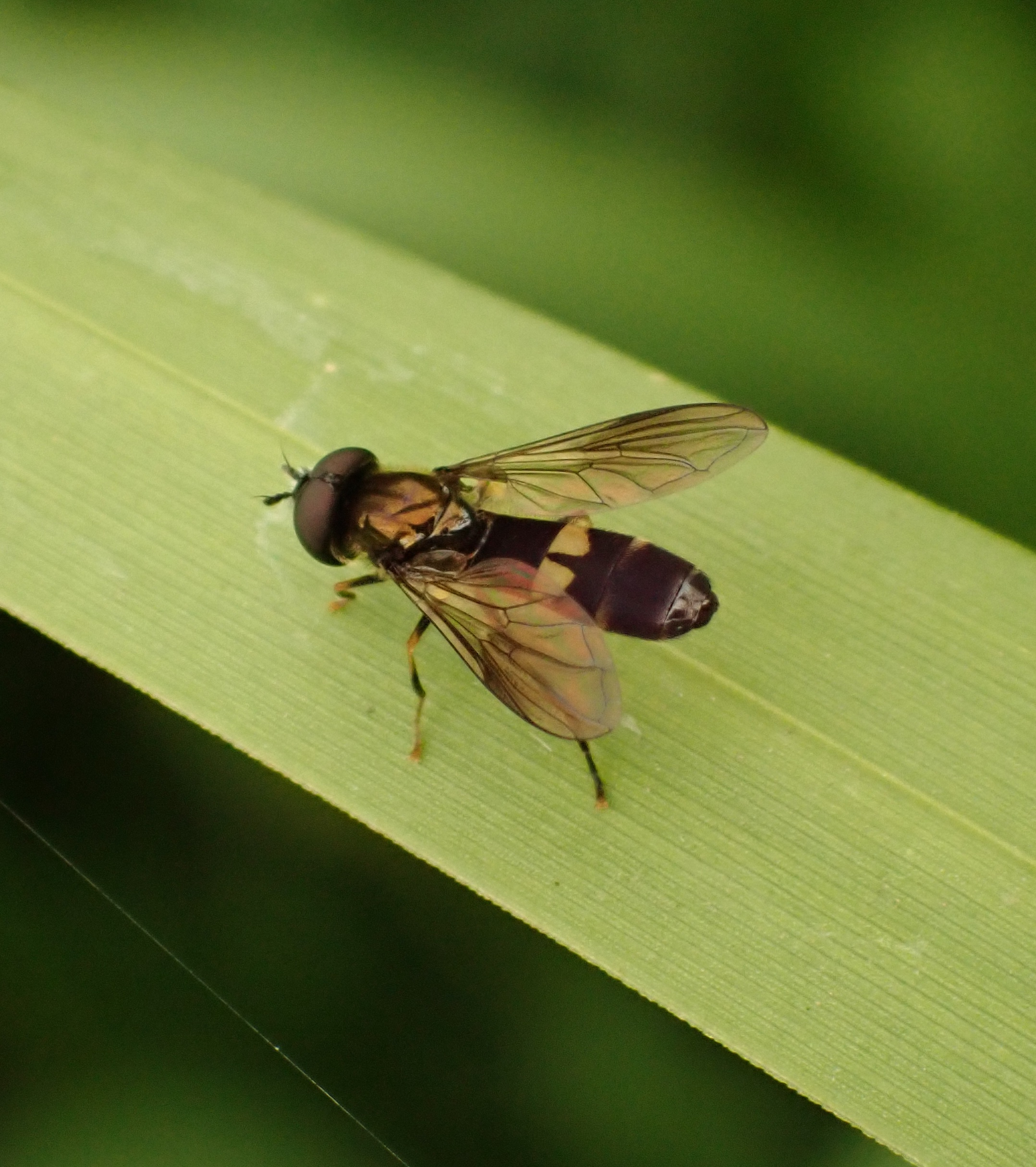 SurlinghamMarshProsarum170825-4