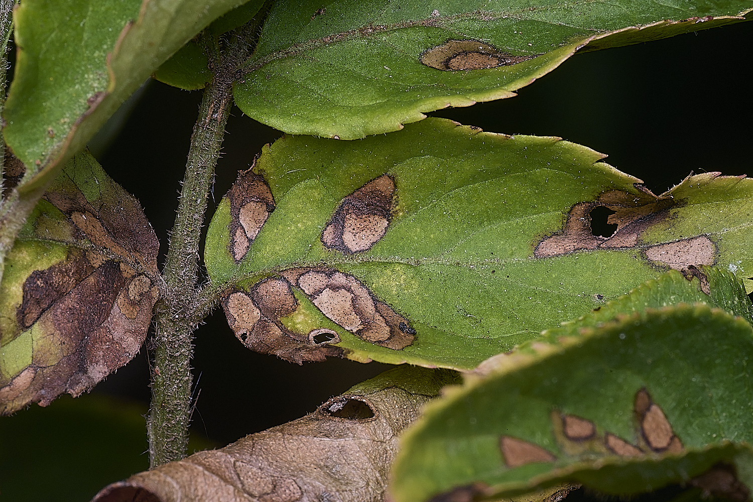 SurlinghamMarshRust170825-1