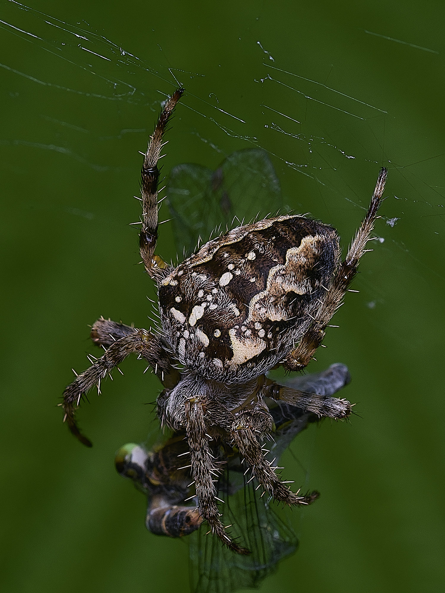 SurlinghamMarshSpiderSp170825-1