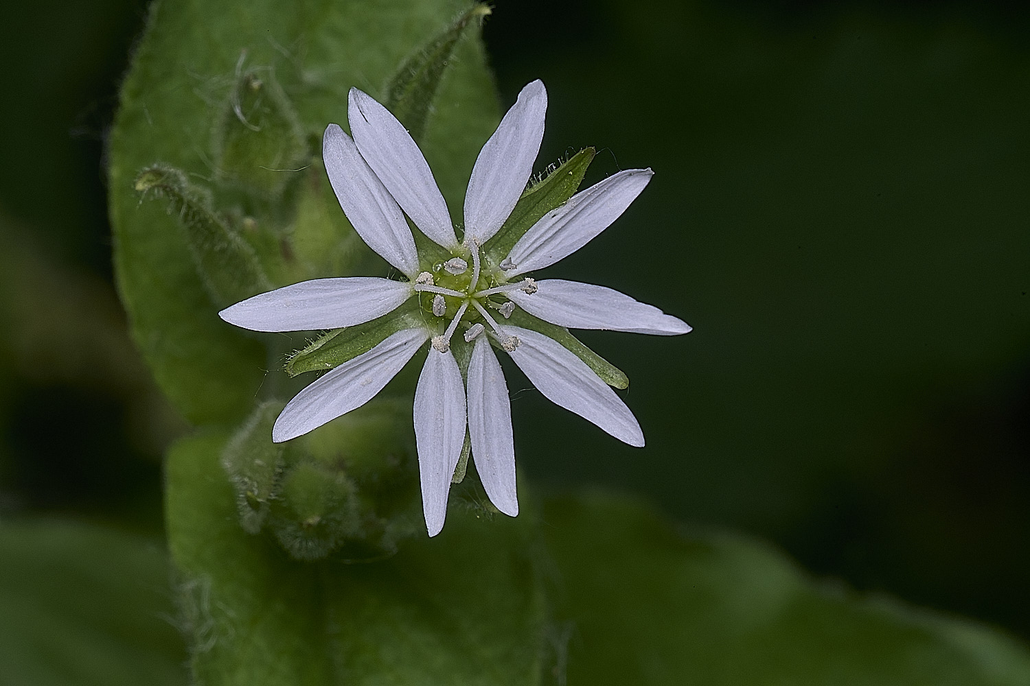 SurlinghamMarshStitchwort170825-1