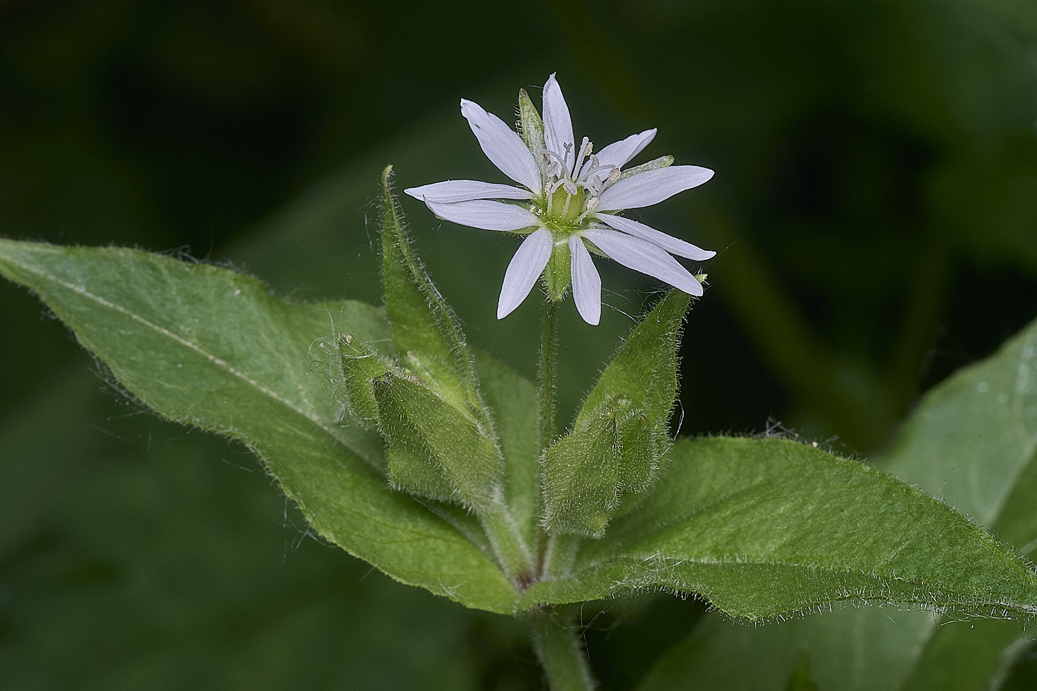 SurlinghamMarshStitchwort170825-2