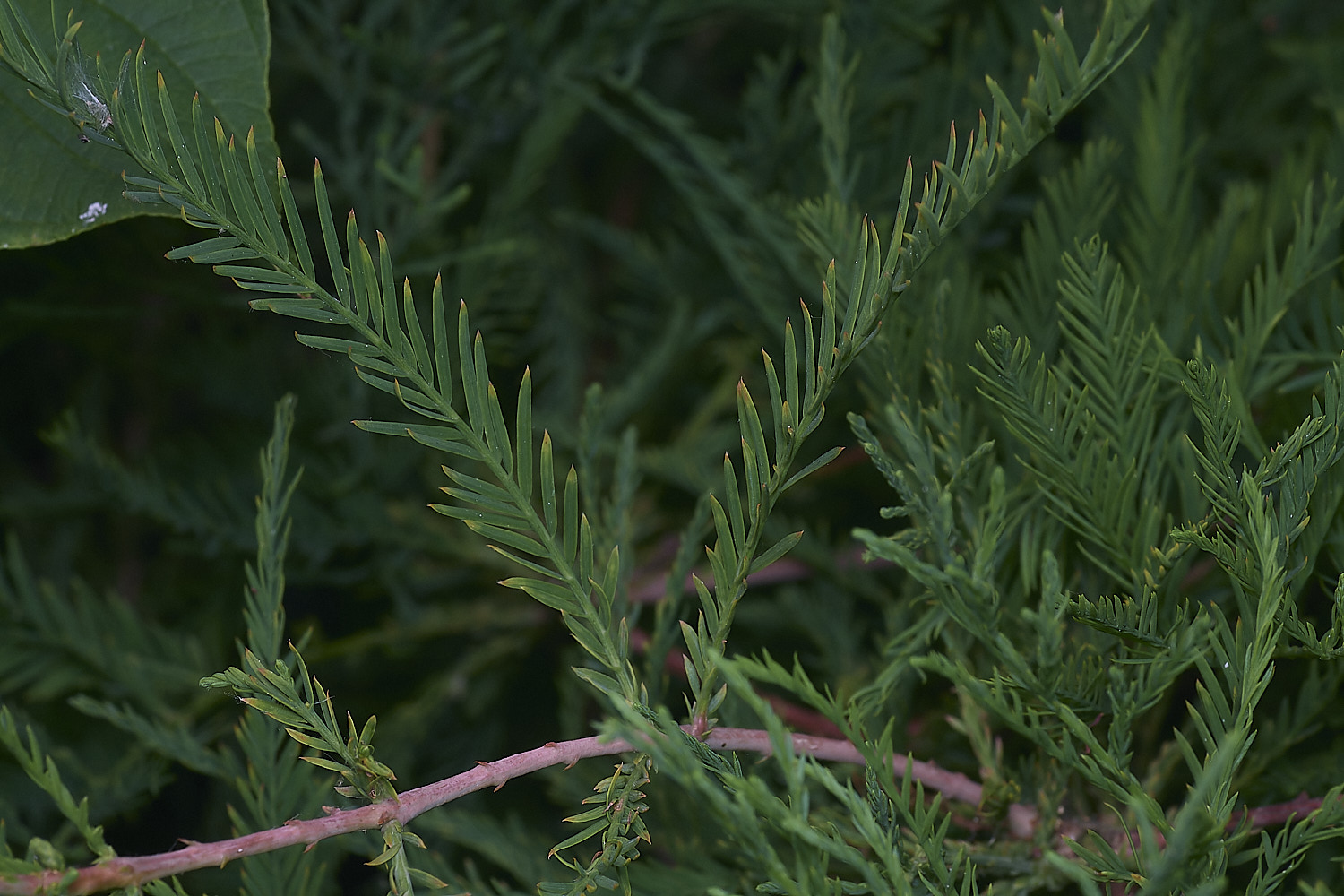 SurlinghamMarshTree170825-1