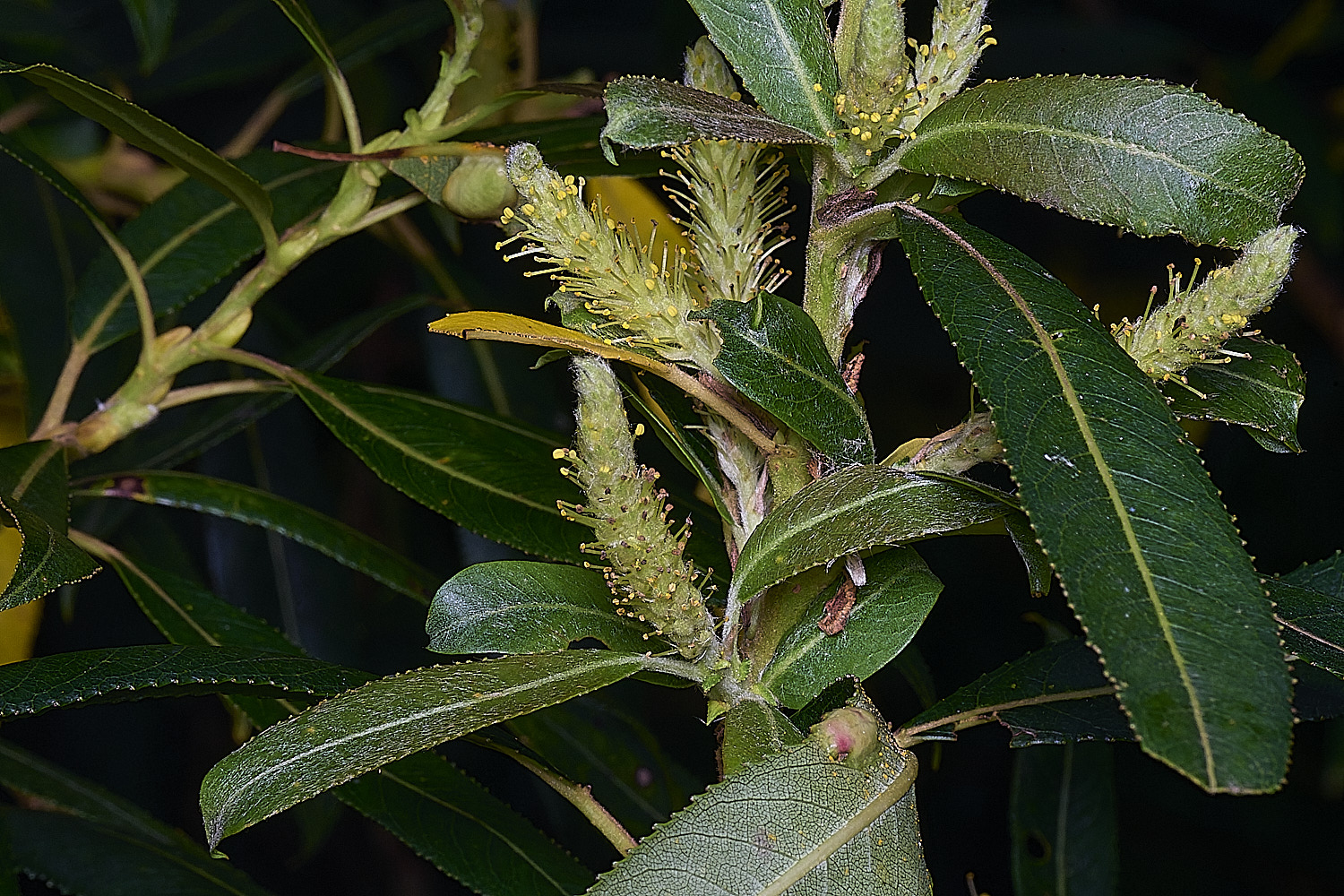 SurlinghamMarshWillowSp170825-3