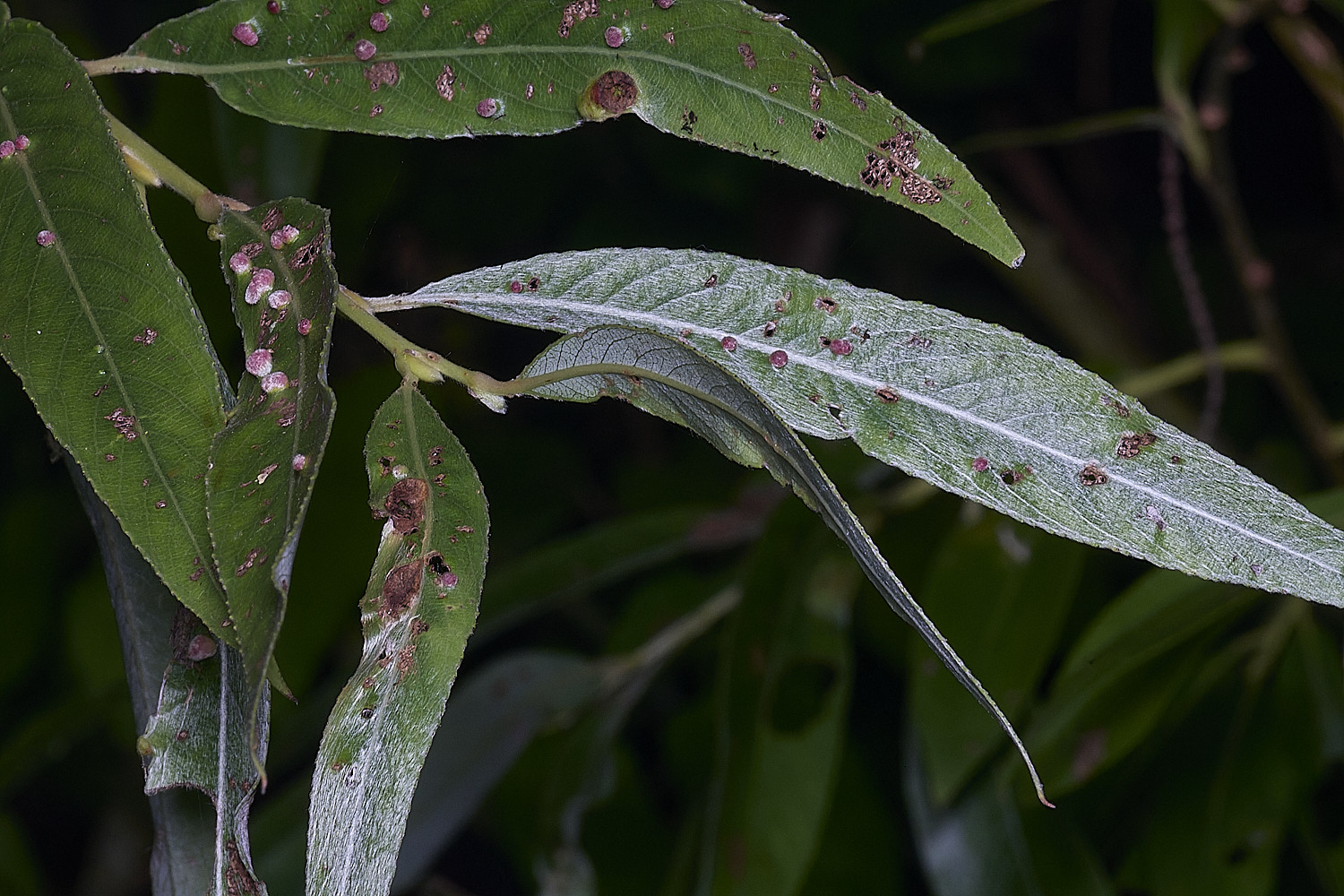 SurlinghamMarshWillowSp2170825-1