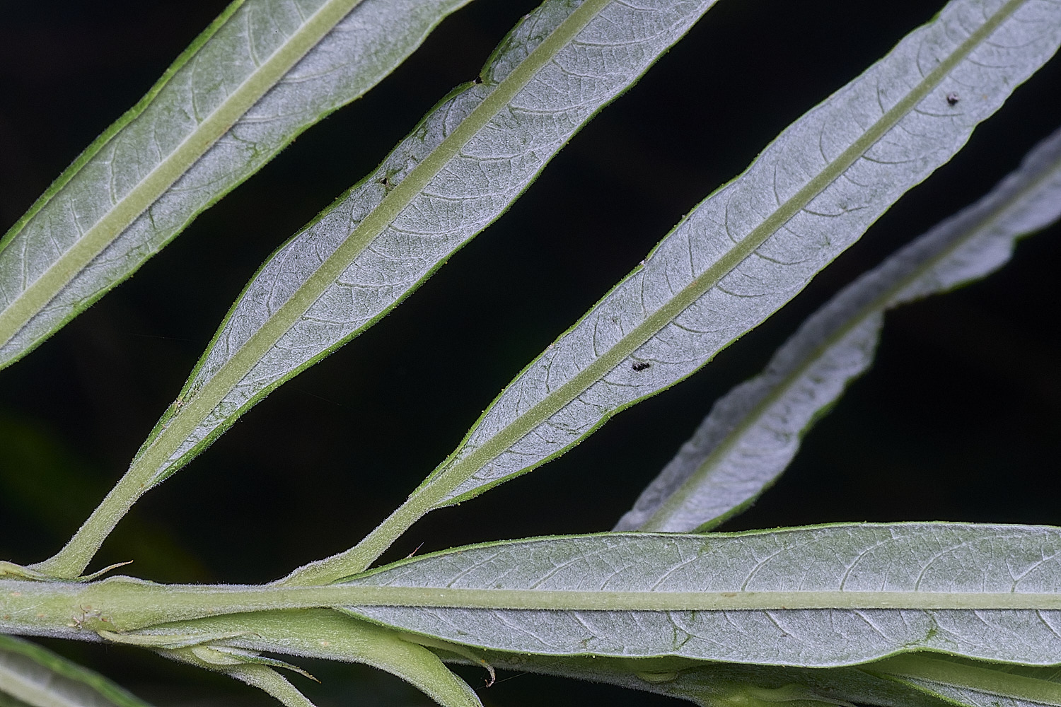 SurlinghamMarshWillowSp2170825-2
