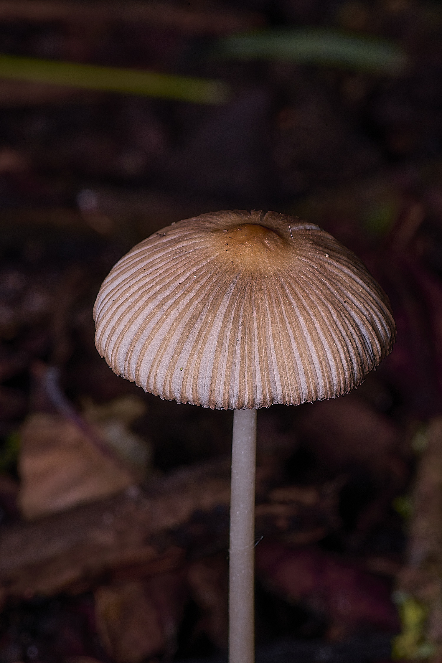 ThompsonCommon?2270725-1