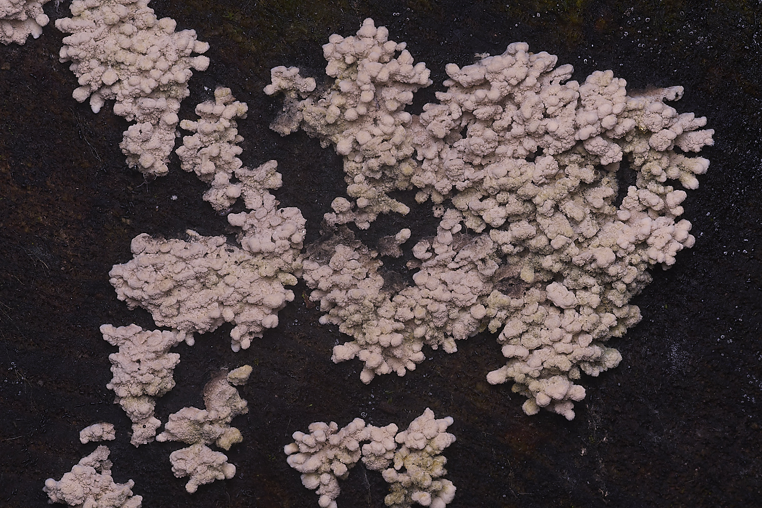 ThompsonCommon?270725-1