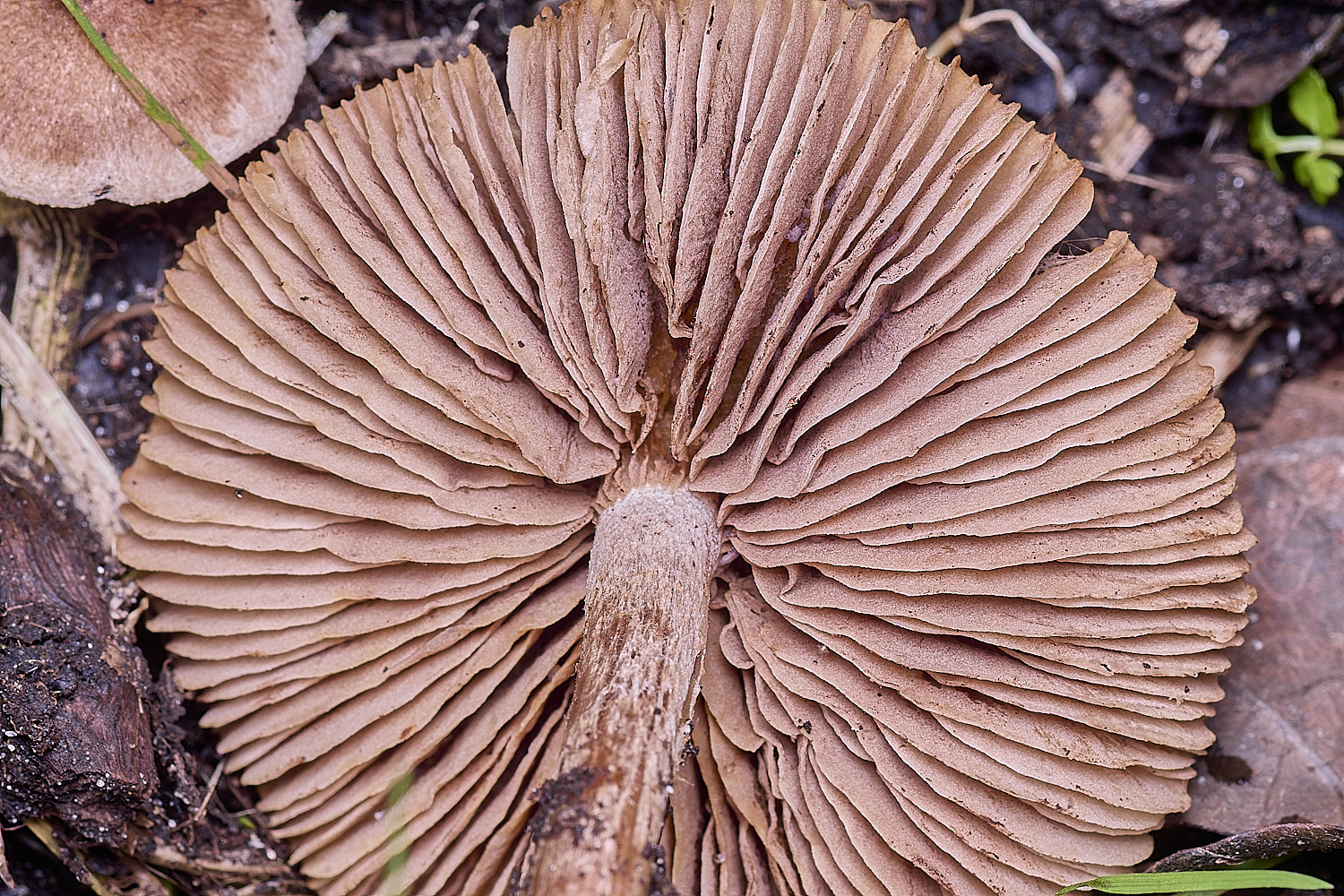 ThompsonCommon?3270725-4