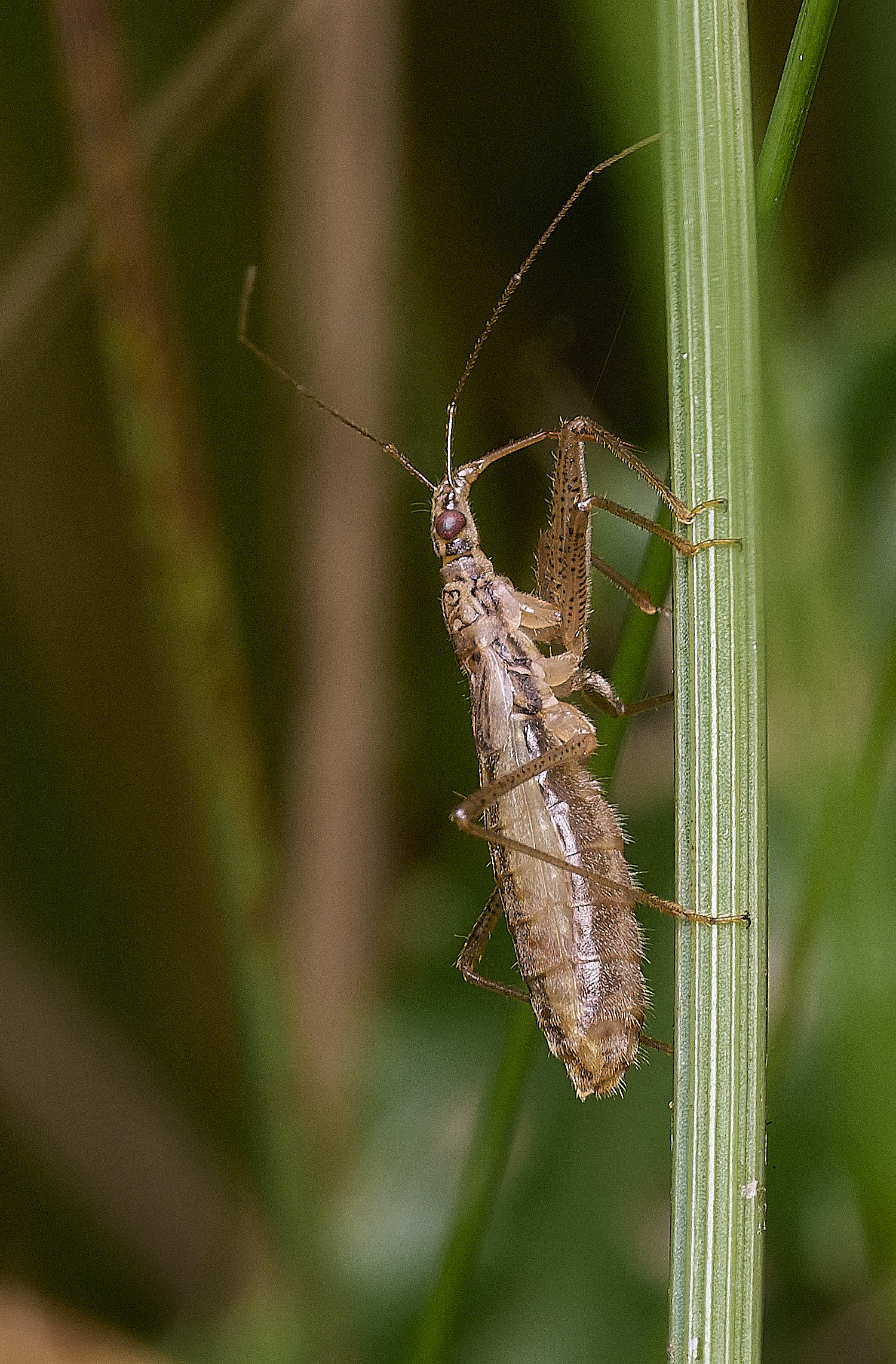 ThompsonCommonAssasinBug270725-1