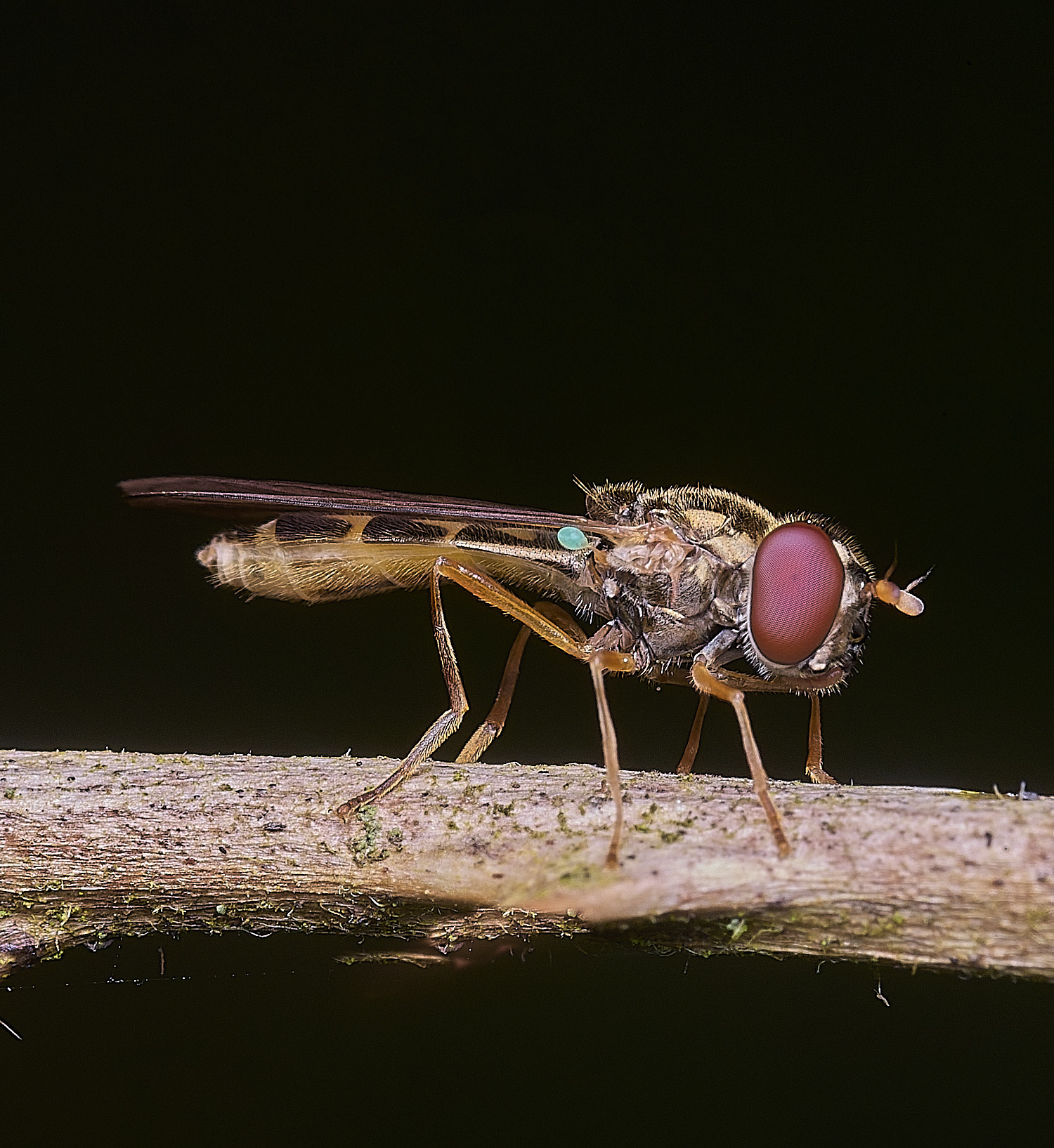 ThompsonCommonBhaca270725-2