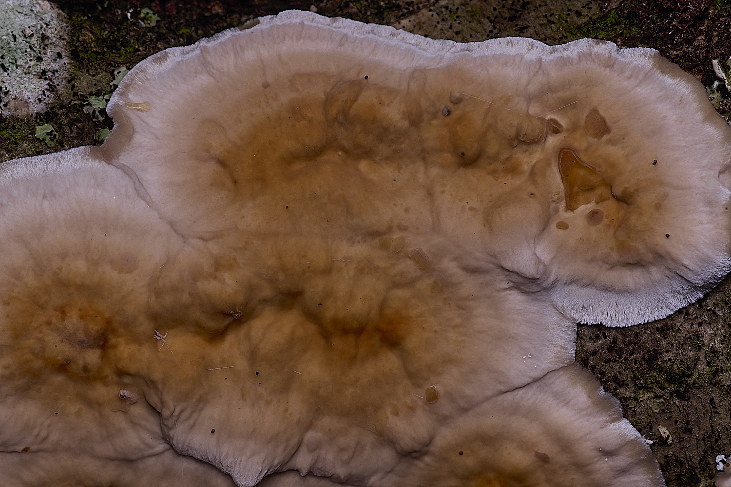 ThompsonCommonBleedingBroadleafCrust270725-2