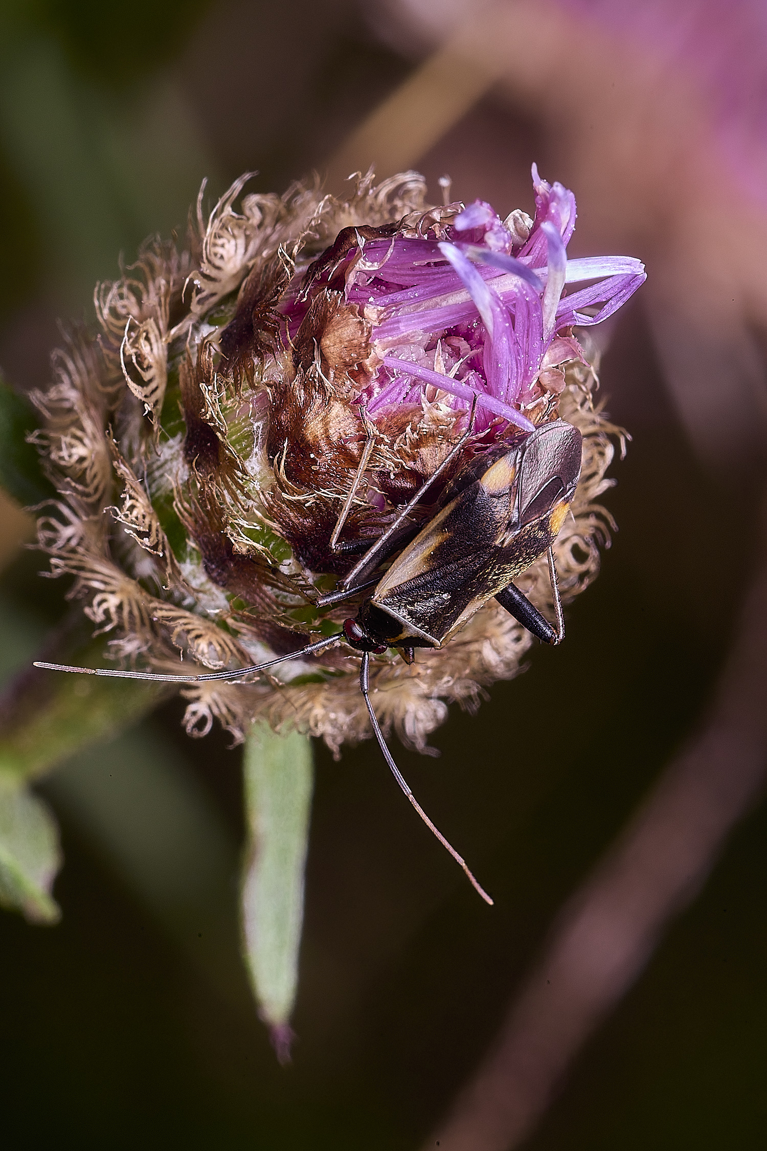 ThompsonCommonBugSp270725-2