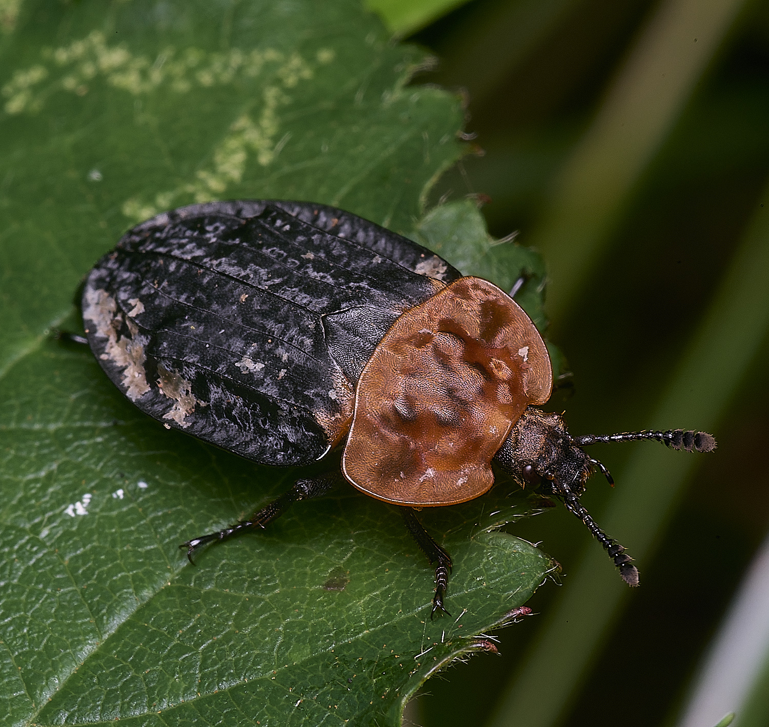 ThompsonCommonCarrionBeetle270725-1