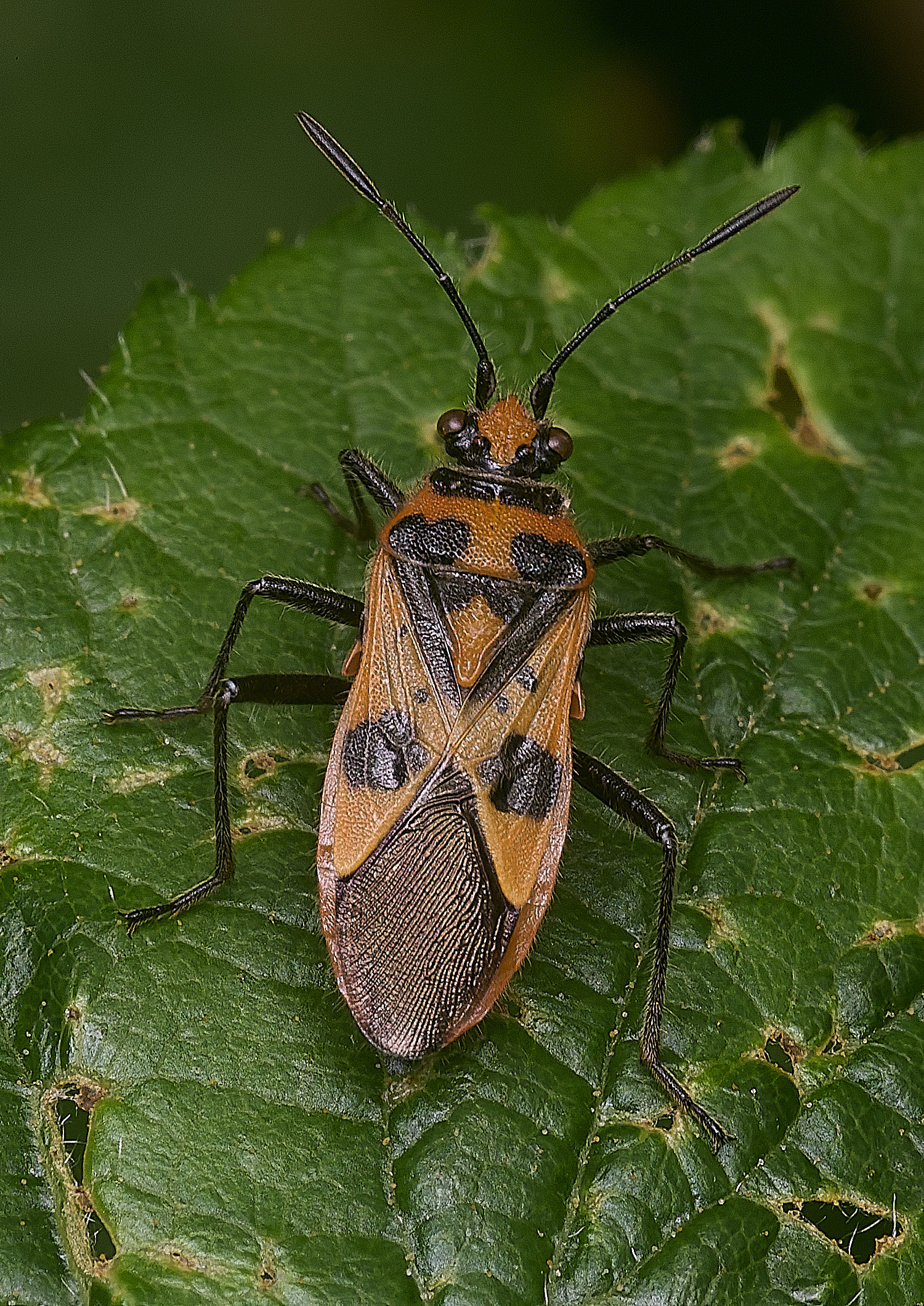ThompsonCommonCinamonBug270725-1