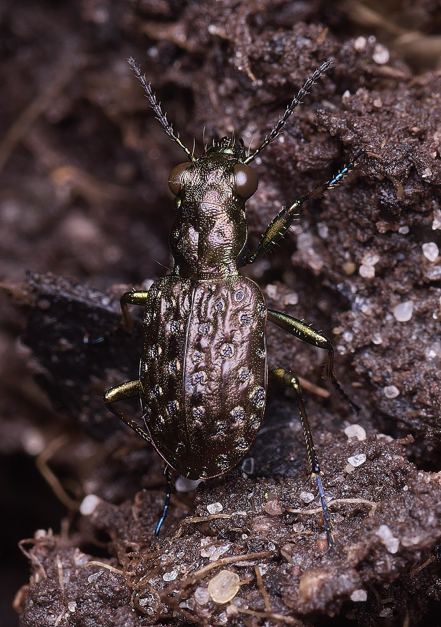 ThompsonCommonCopperPeacock270725-2