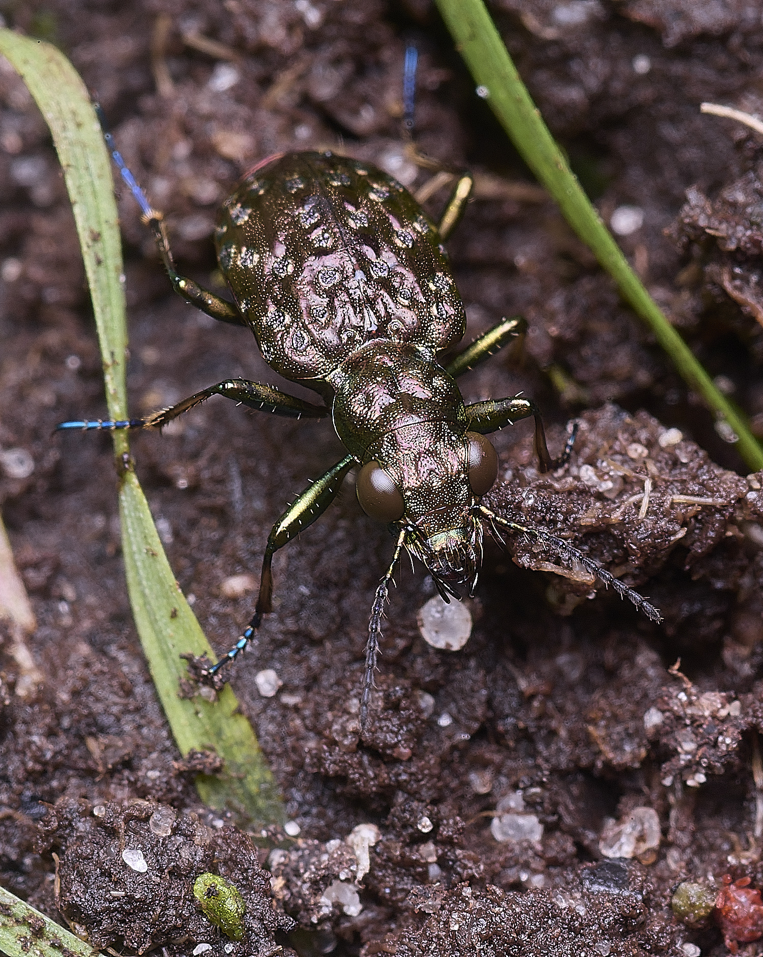 ThompsonCommonCopperPeacock270725-5
