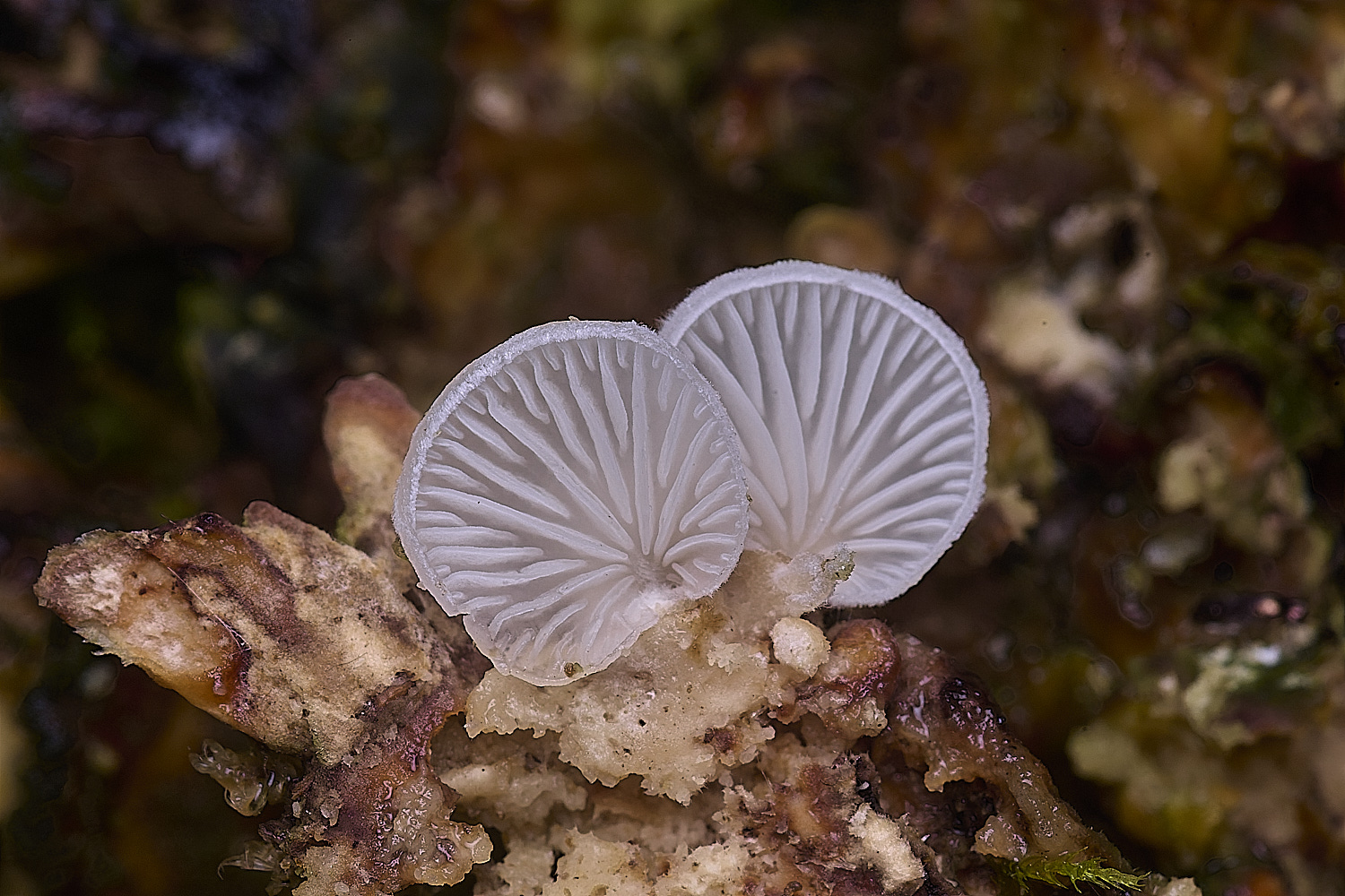 ThompsonCommonCrepidotusSp270725-1