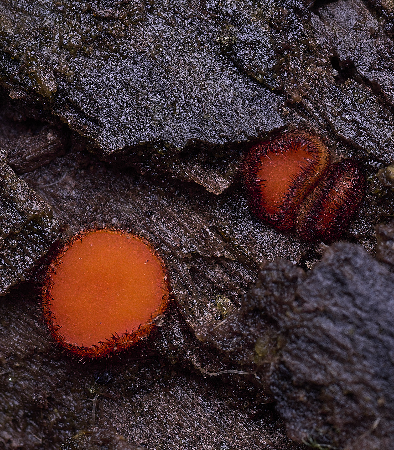 ThompsonCommonEyeLash270725-1