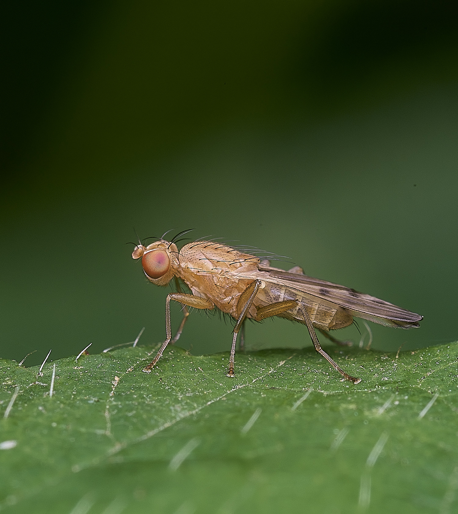 ThompsonCommonFlySp270725-1