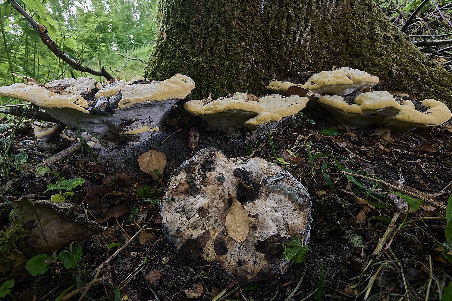 ThompsonCommonGanoderma270725-2