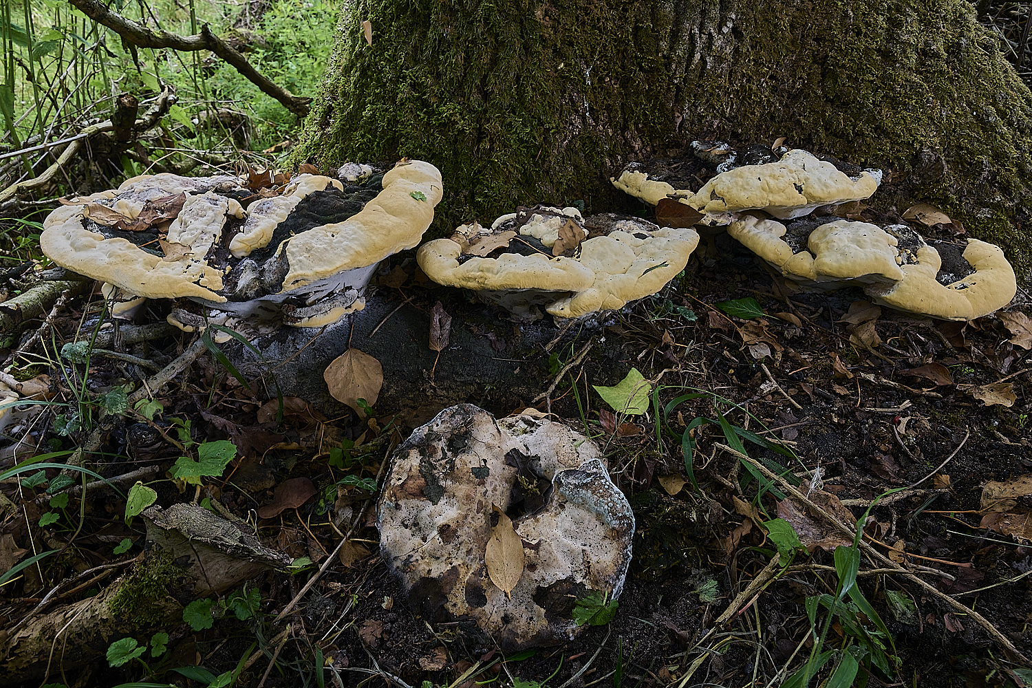 ThompsonCommonGanoderma270725-3