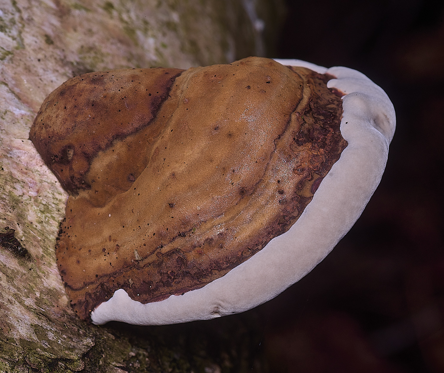 ThompsonCommonHoofFungus270725-2