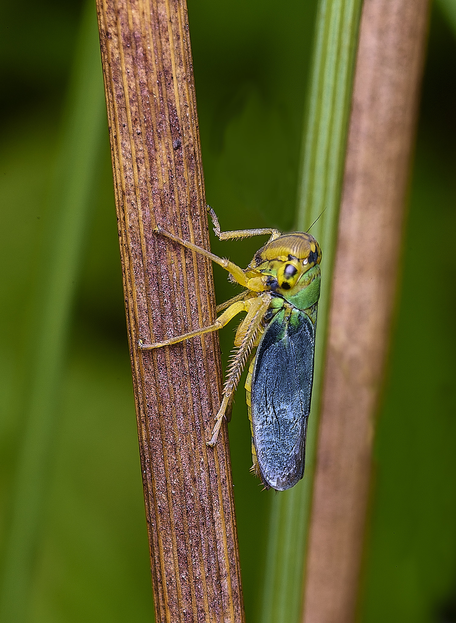 ThompsonCommonHopper270725-3b