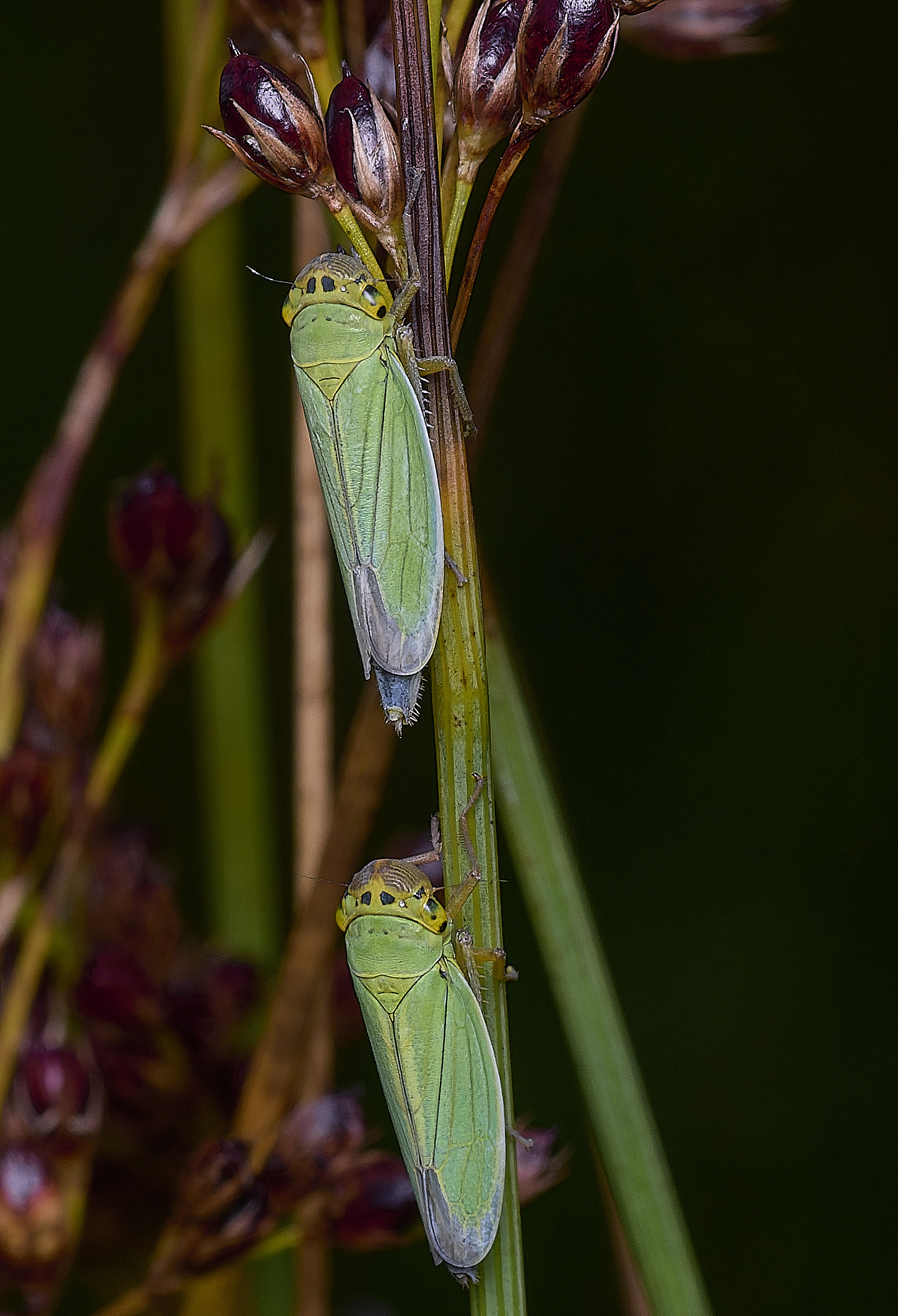 ThompsonCommonHopper270725-5