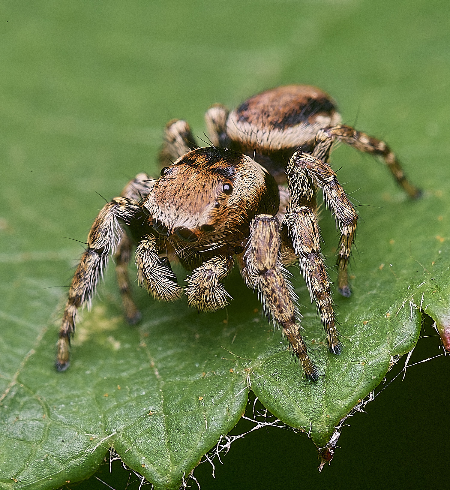 ThompsonCommonJumpingSpider270725-1