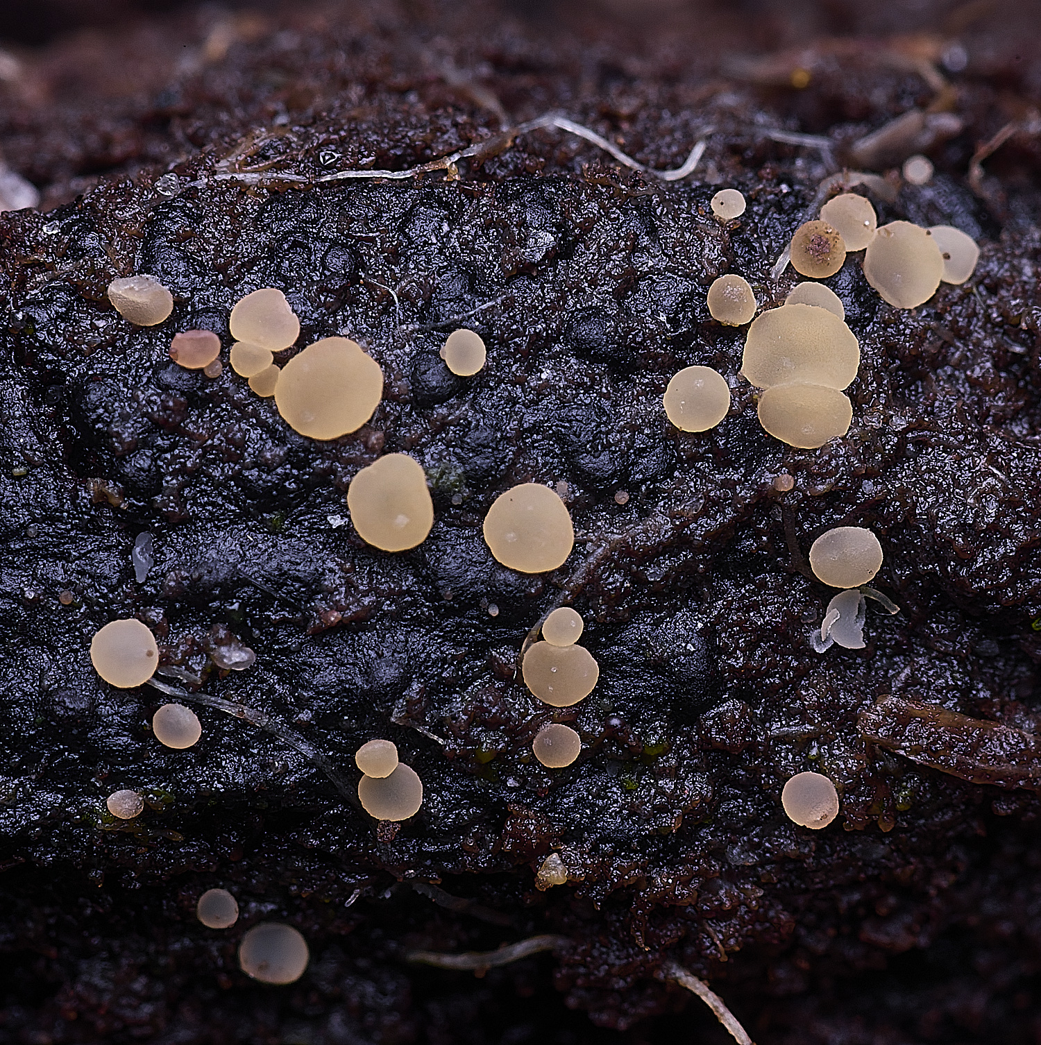 ThompsonCommonLachnum270725-1