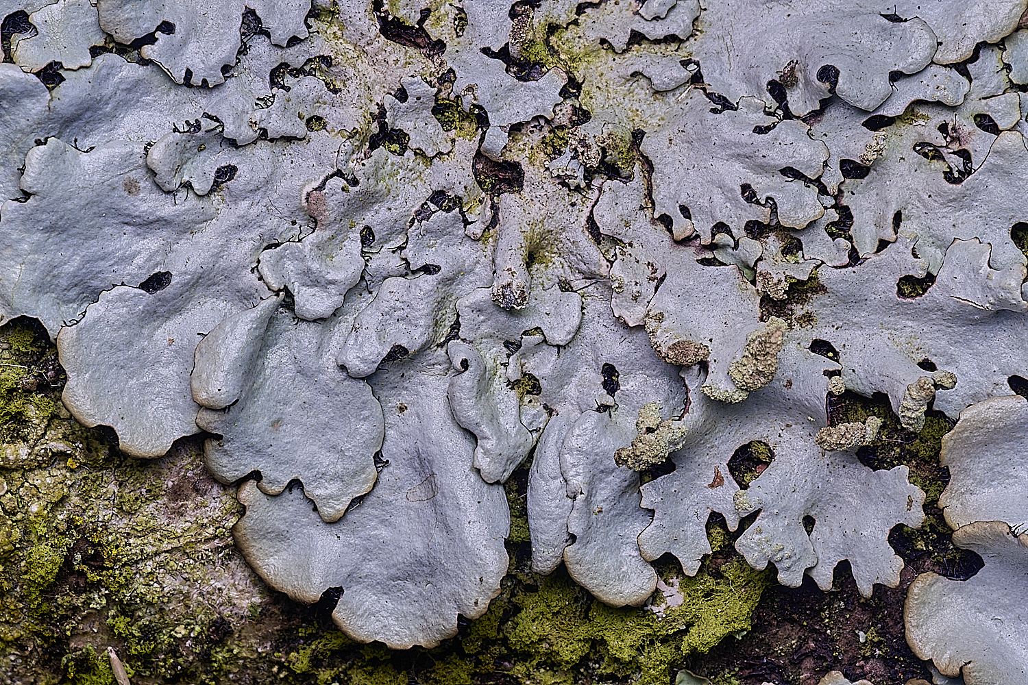 ThompsonCommonLichen270725-2