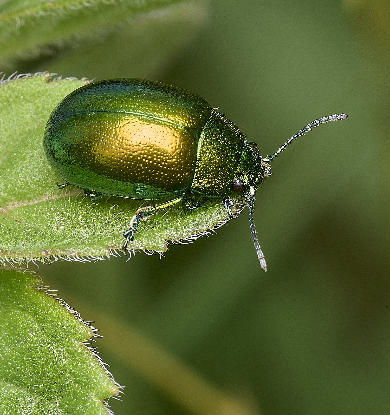 ThompsonCommonMintBeetle270725-4