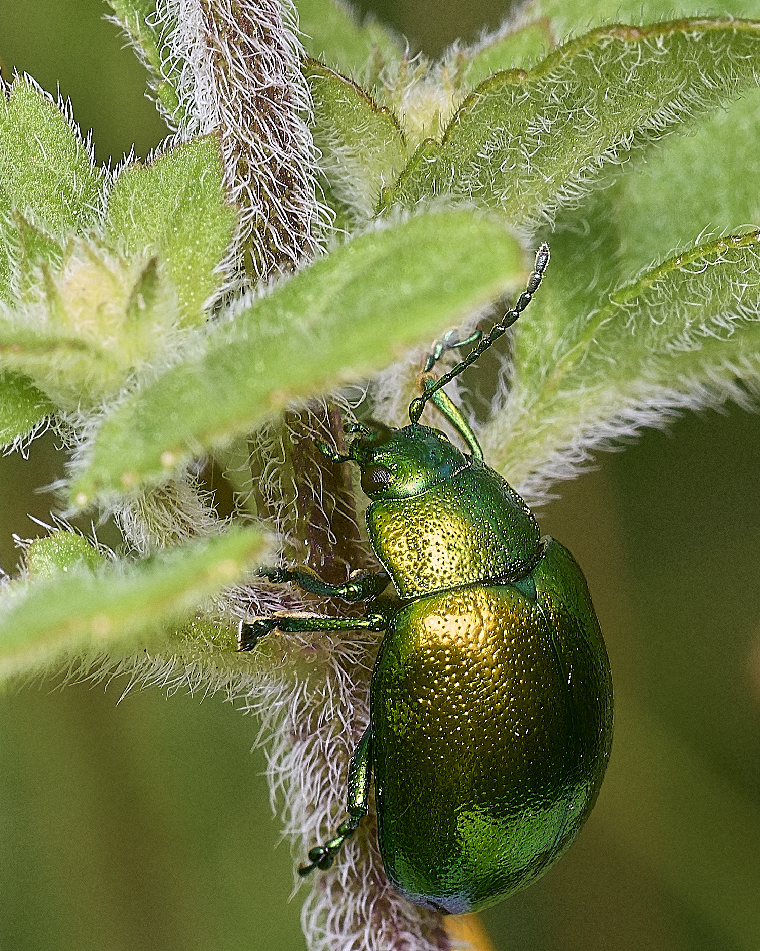 ThompsonCommonMintBeetle270725-6