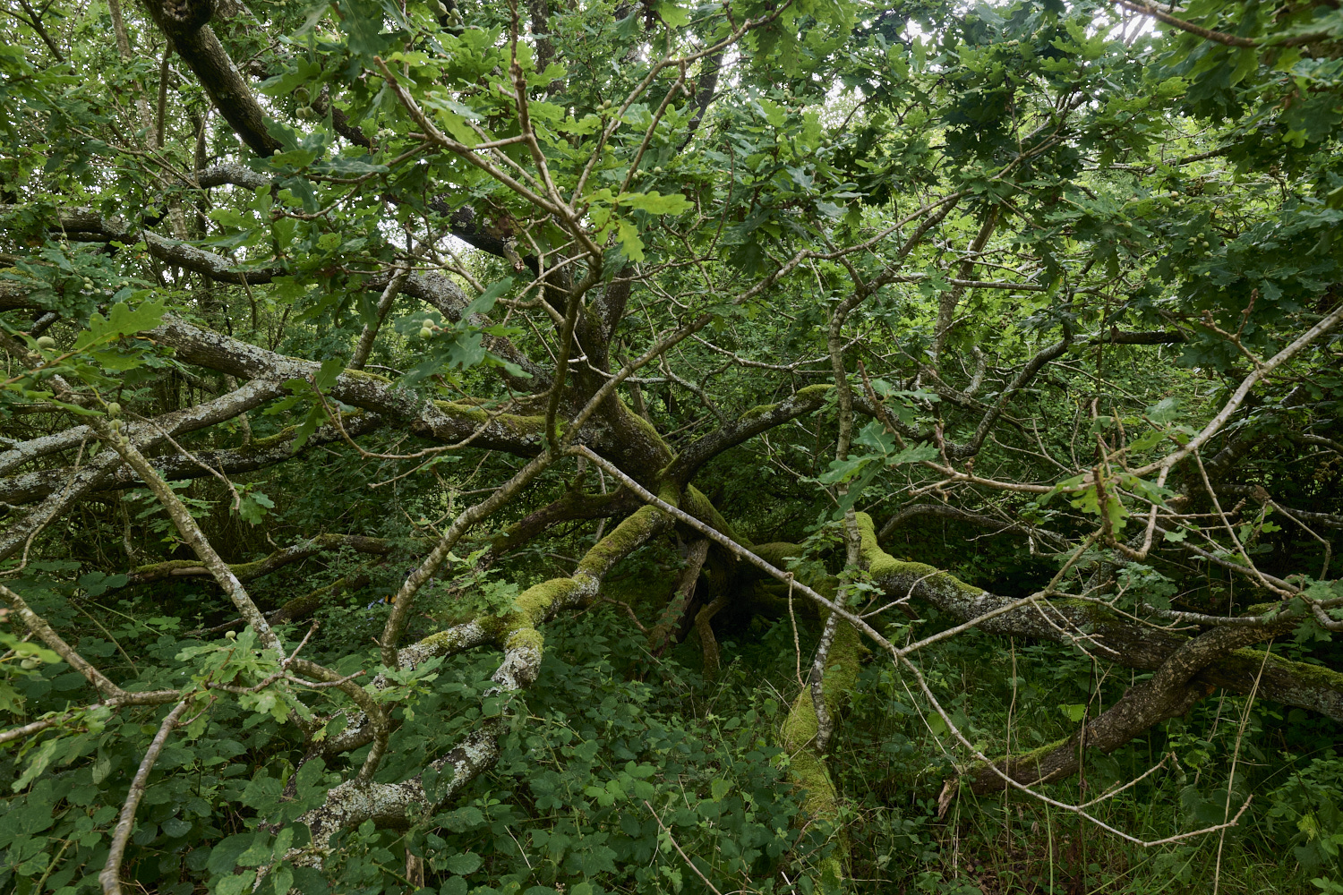 ThompsonCommonOak270725-2