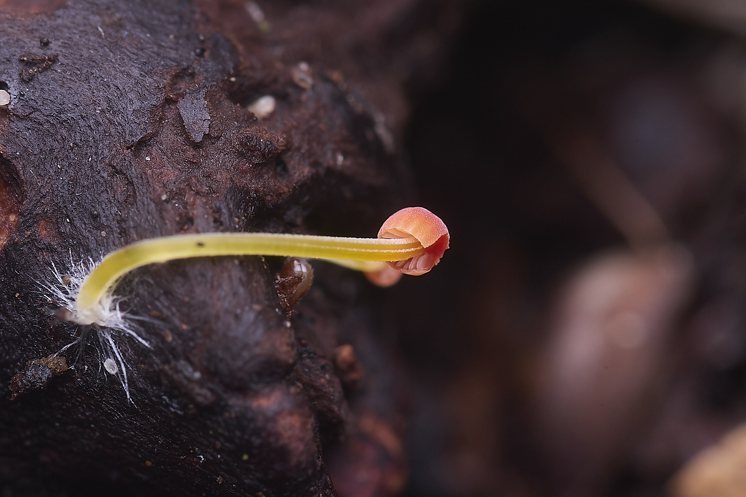 ThompsonCommonOrageBonnet270725-1