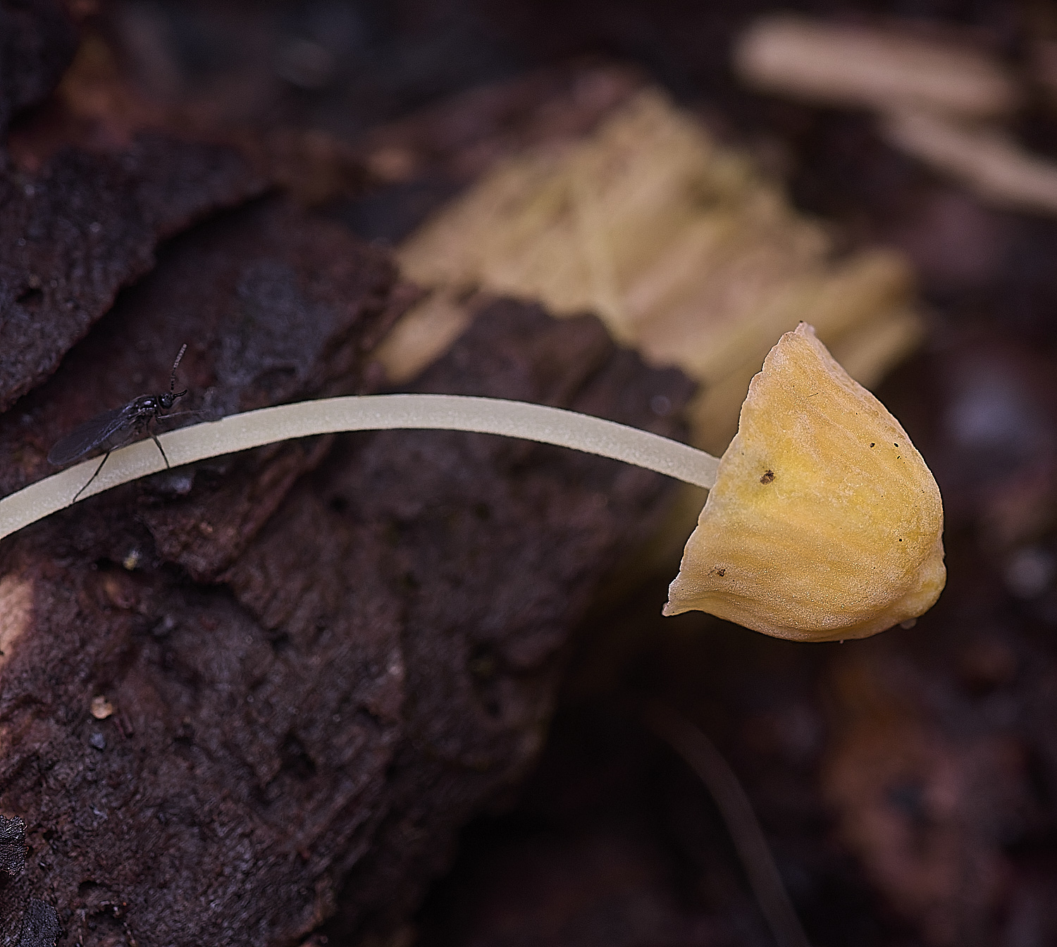 ThompsonCommonOrageBonnet270725-2