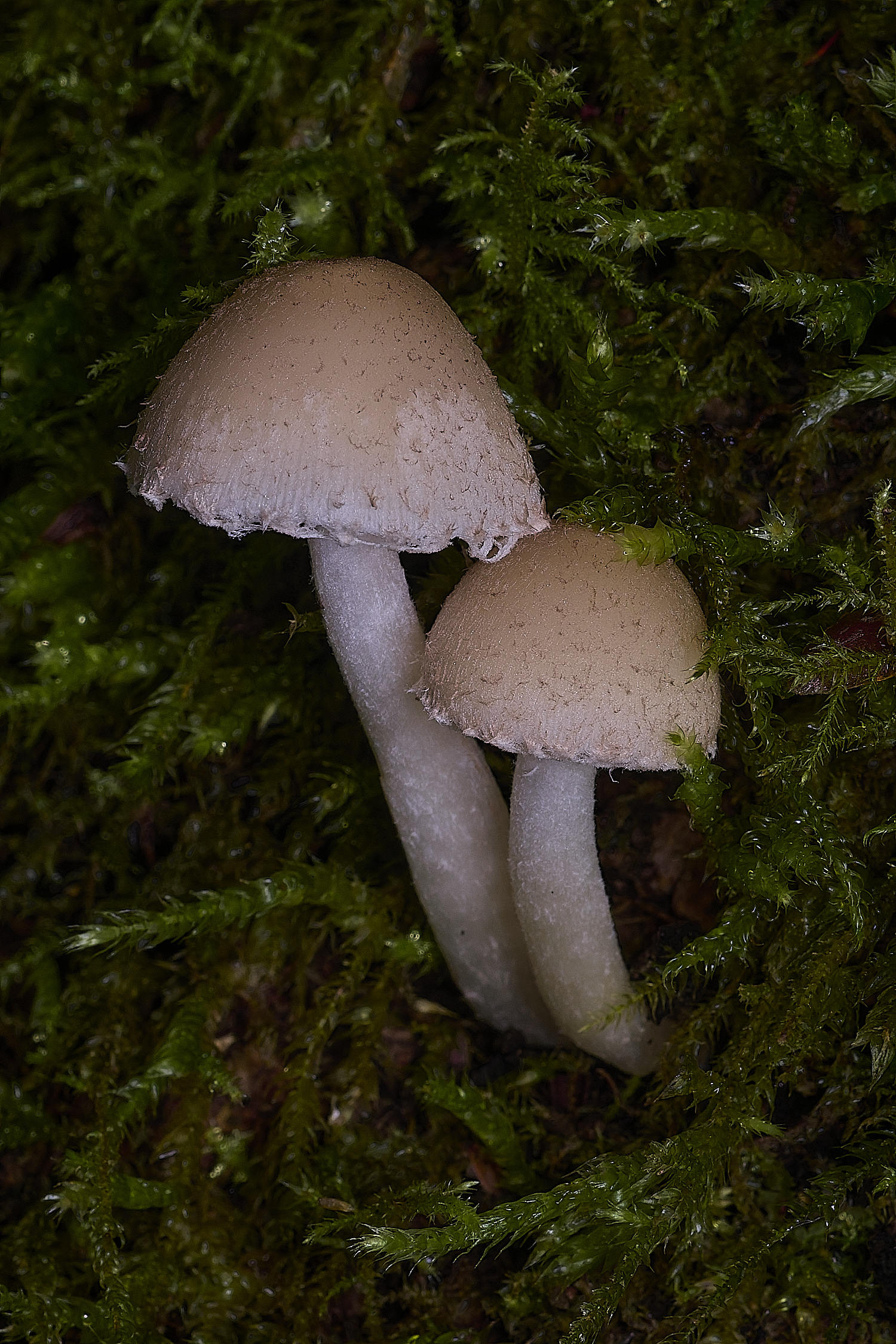 ThompsonCommonPaleBrittlestem270725-4