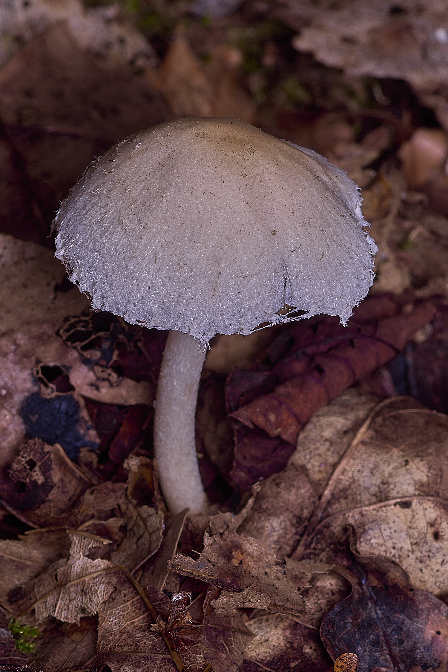 ThompsonCommonPaleBrittlestem270725-5