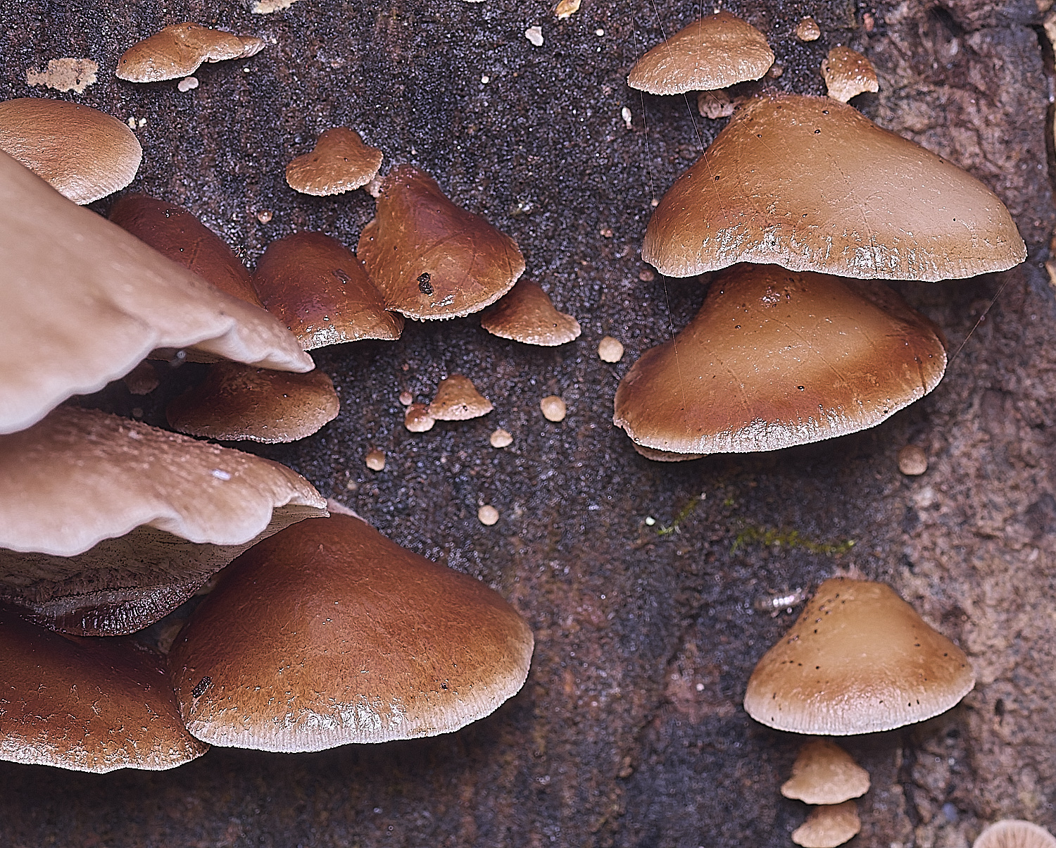 ThompsonCommonPeelingOysterling270725-2