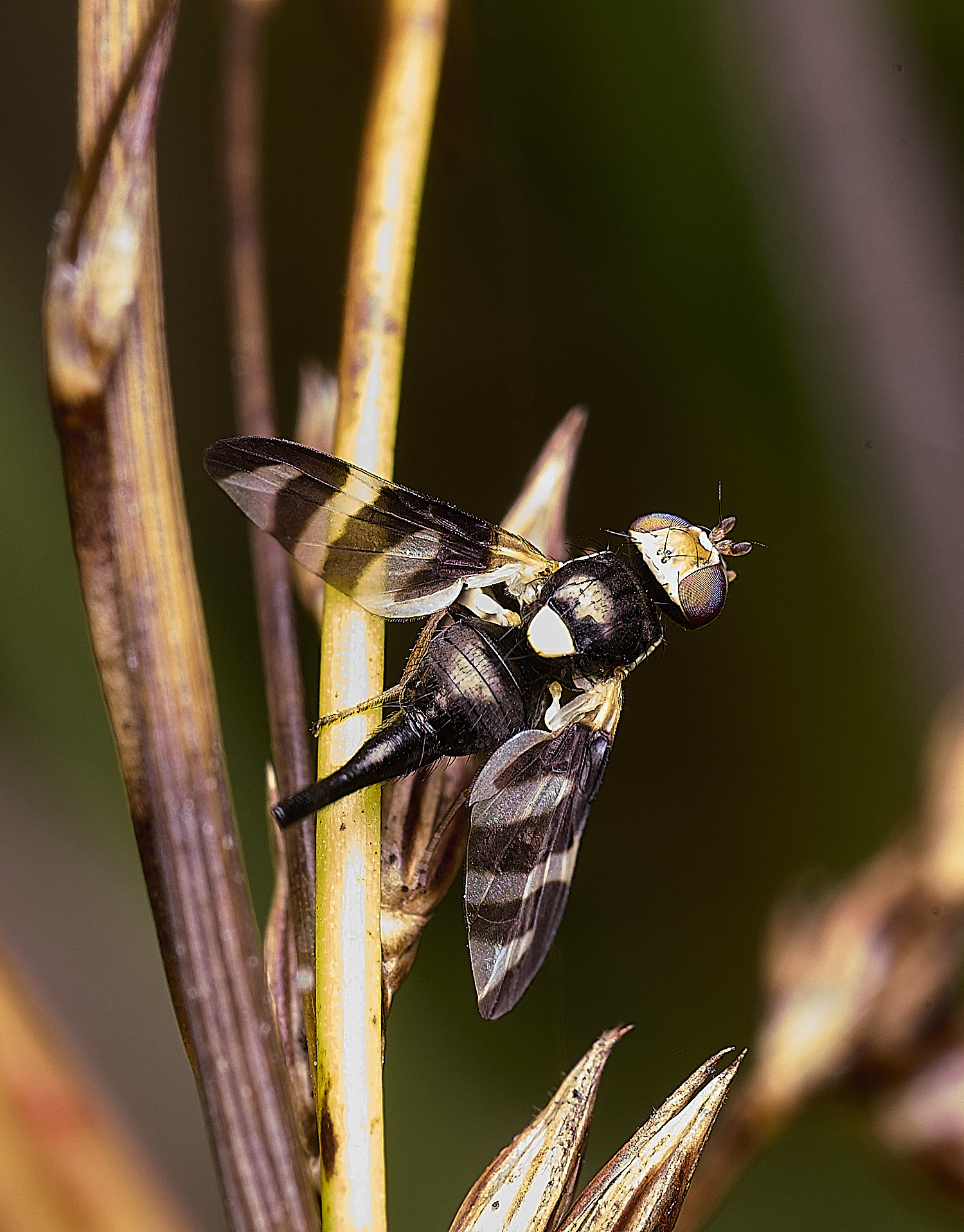 ThompsonCommonPictureWing270725-1