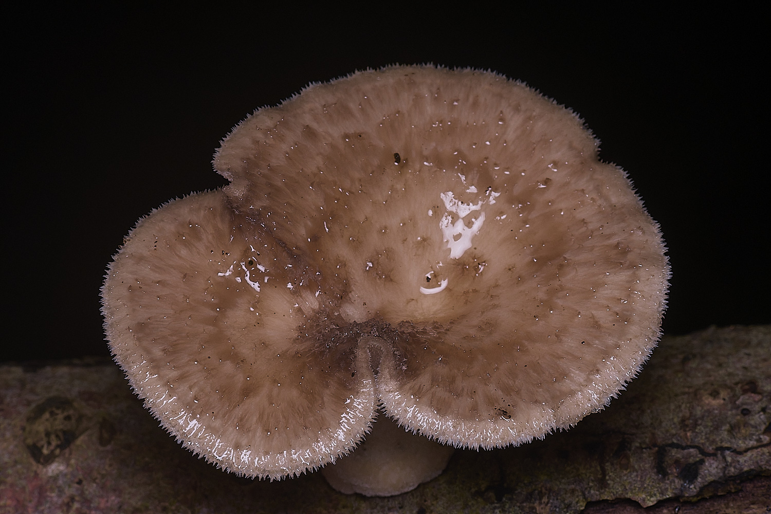 ThompsonCommonPolypore270725-2