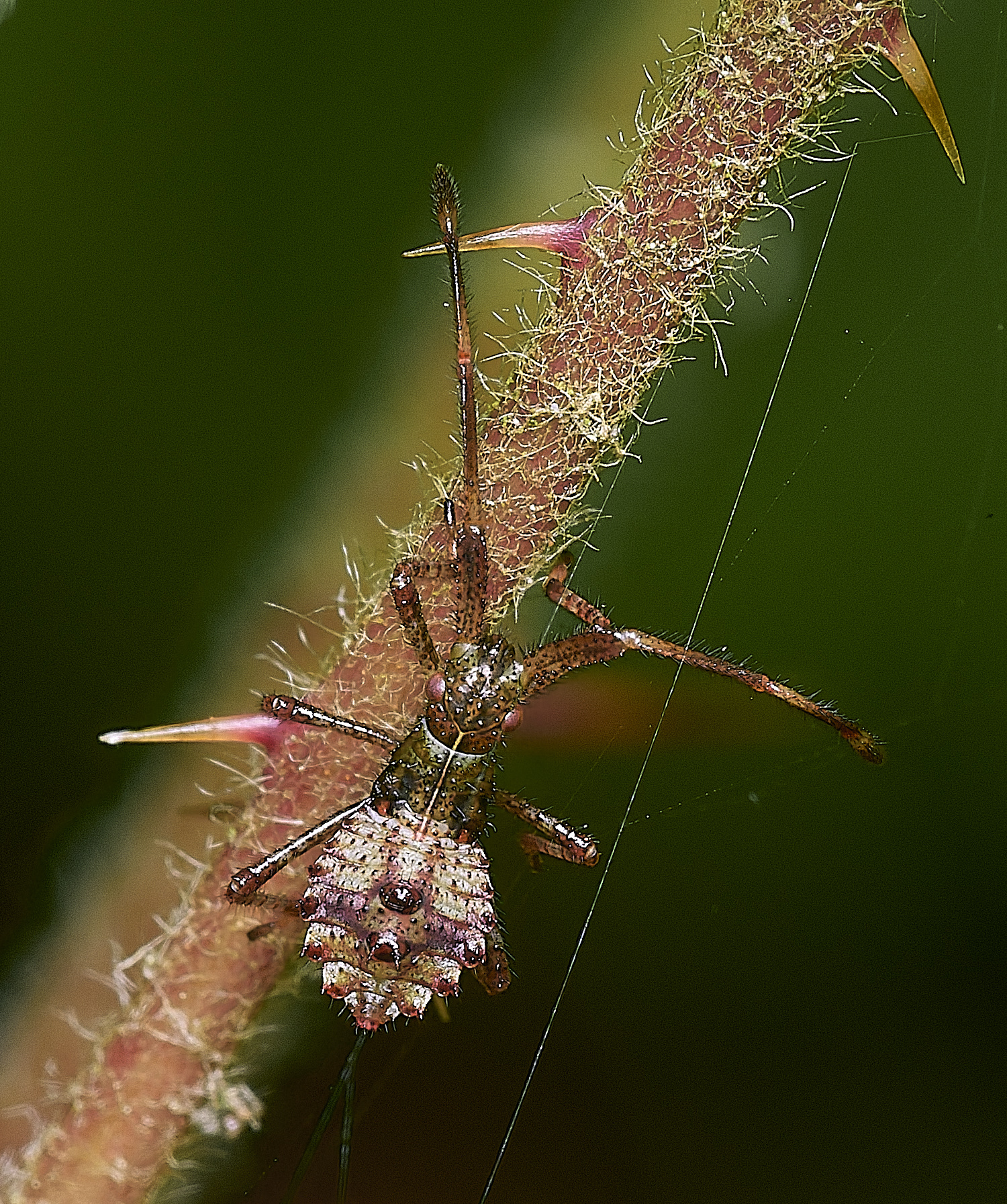 ThompsonCommonRhombic270725-2